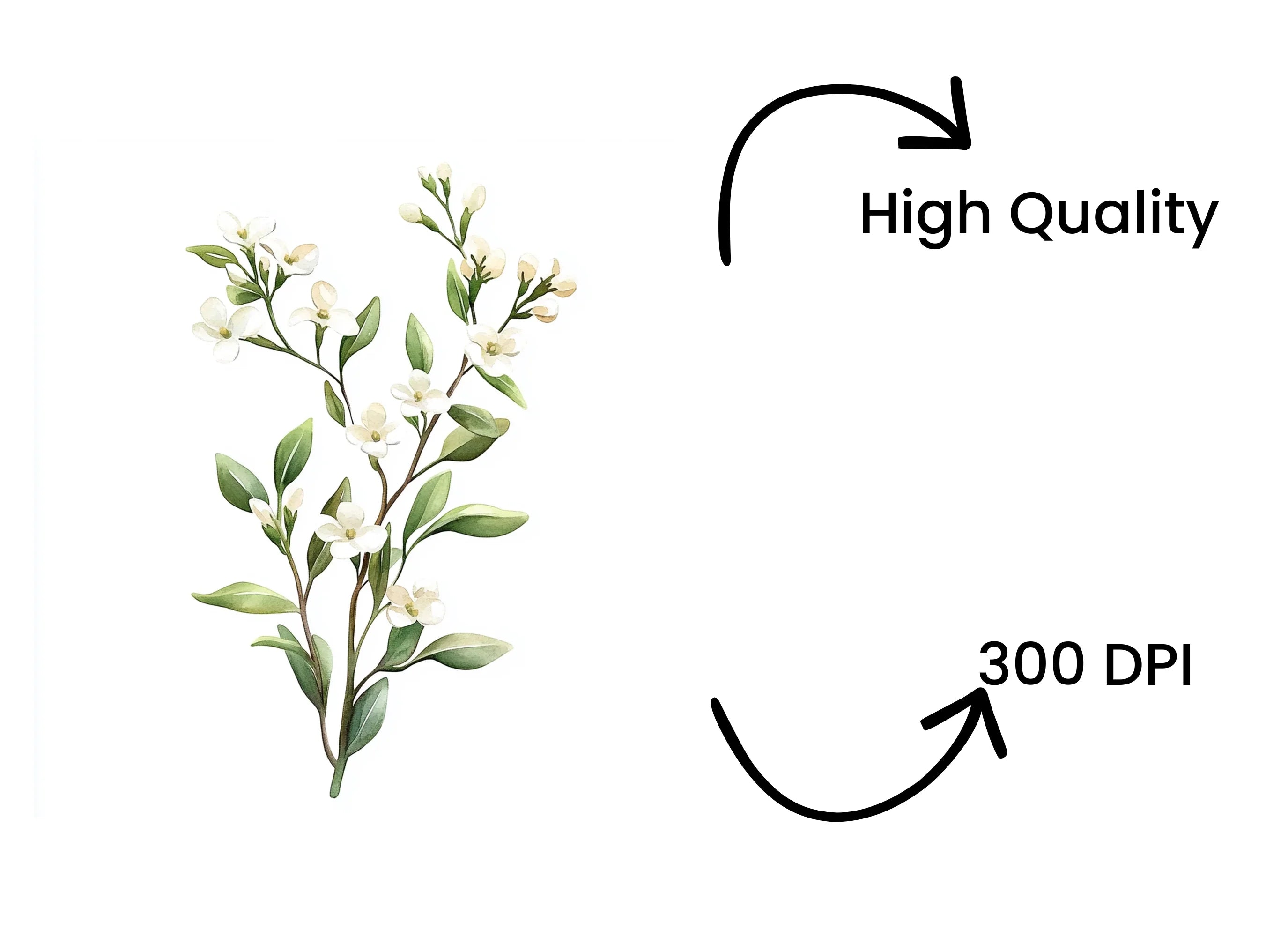 Elegant White Jasmine Floral Clipart Bundle
