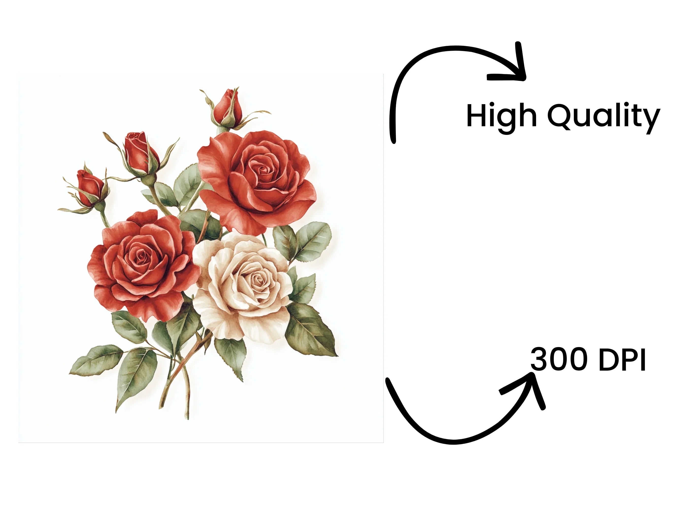 Elegant Red and White Rose Clipart Bundle