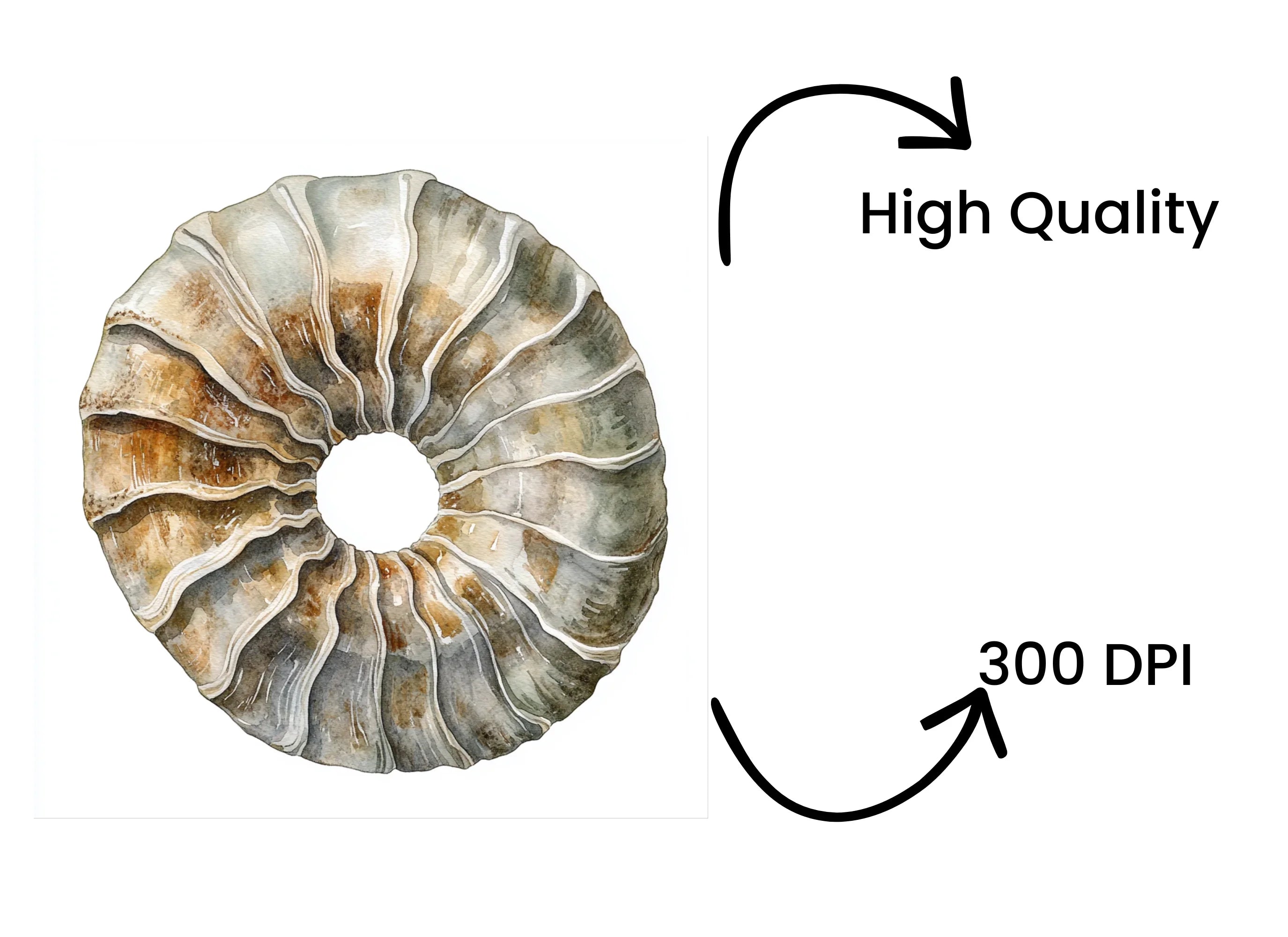 Ammonite Fossil Clipart Bundle