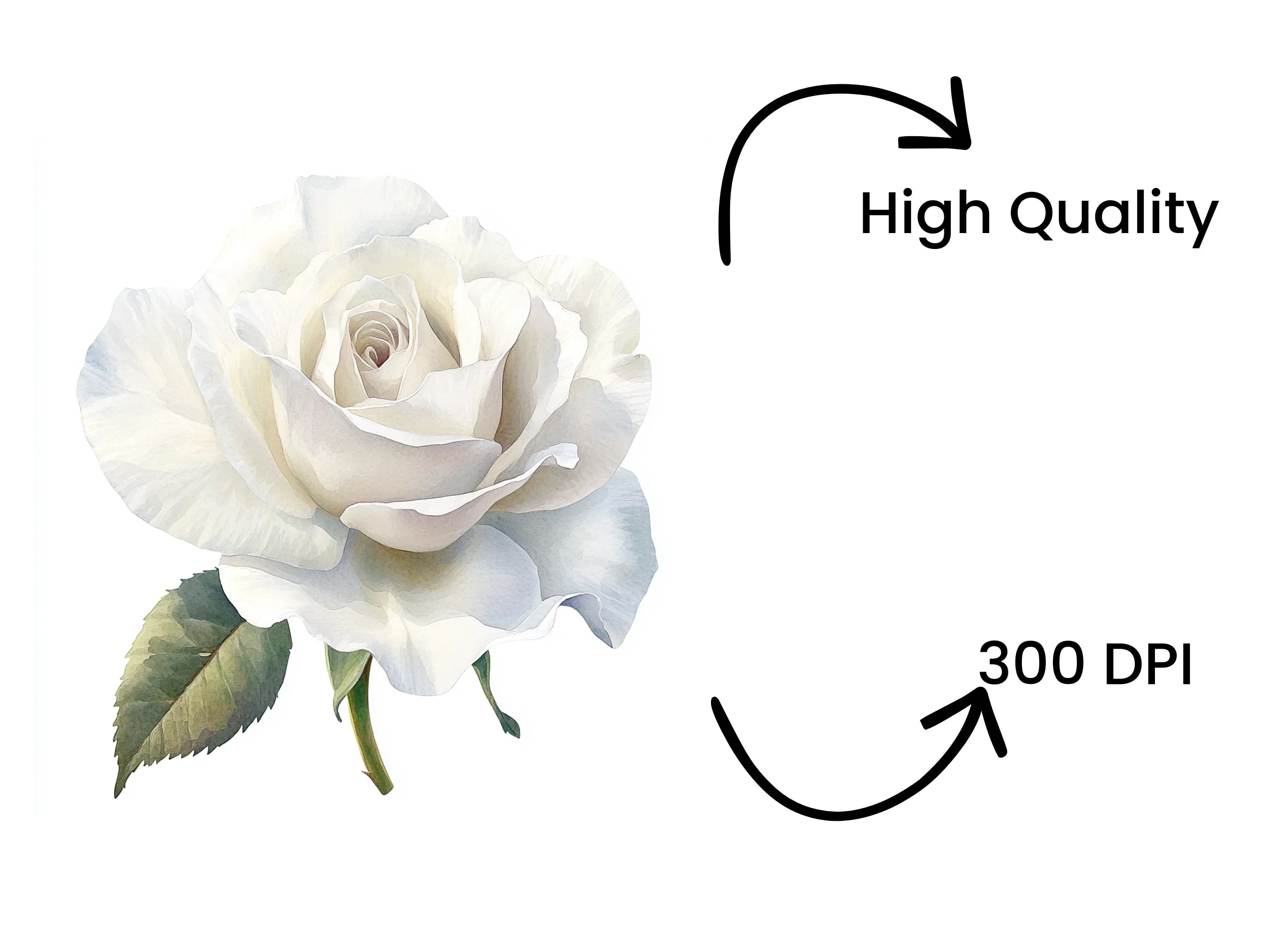 White Rose Clipart Bundle