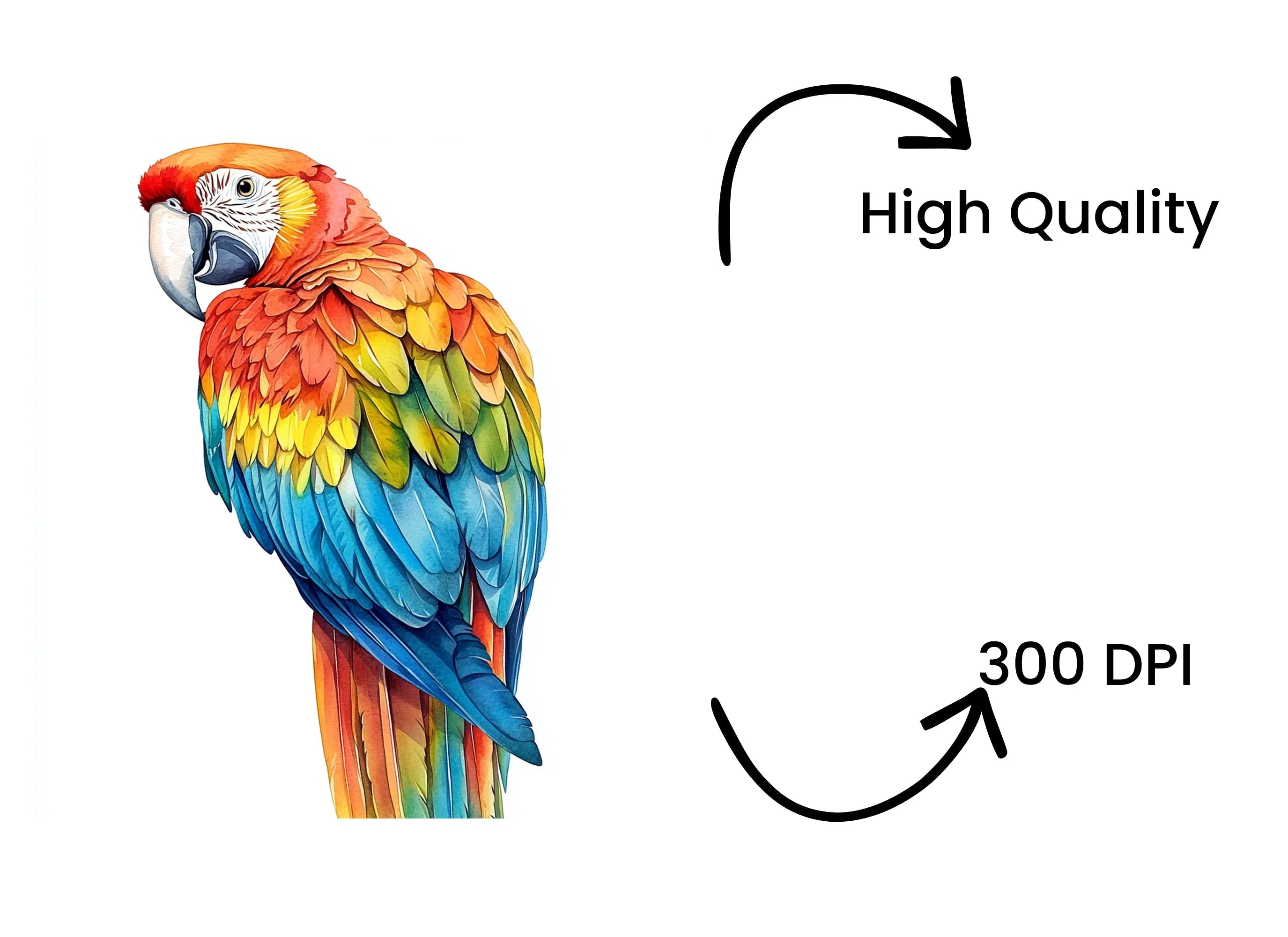 Vibrant Macaw Clipart Bundle