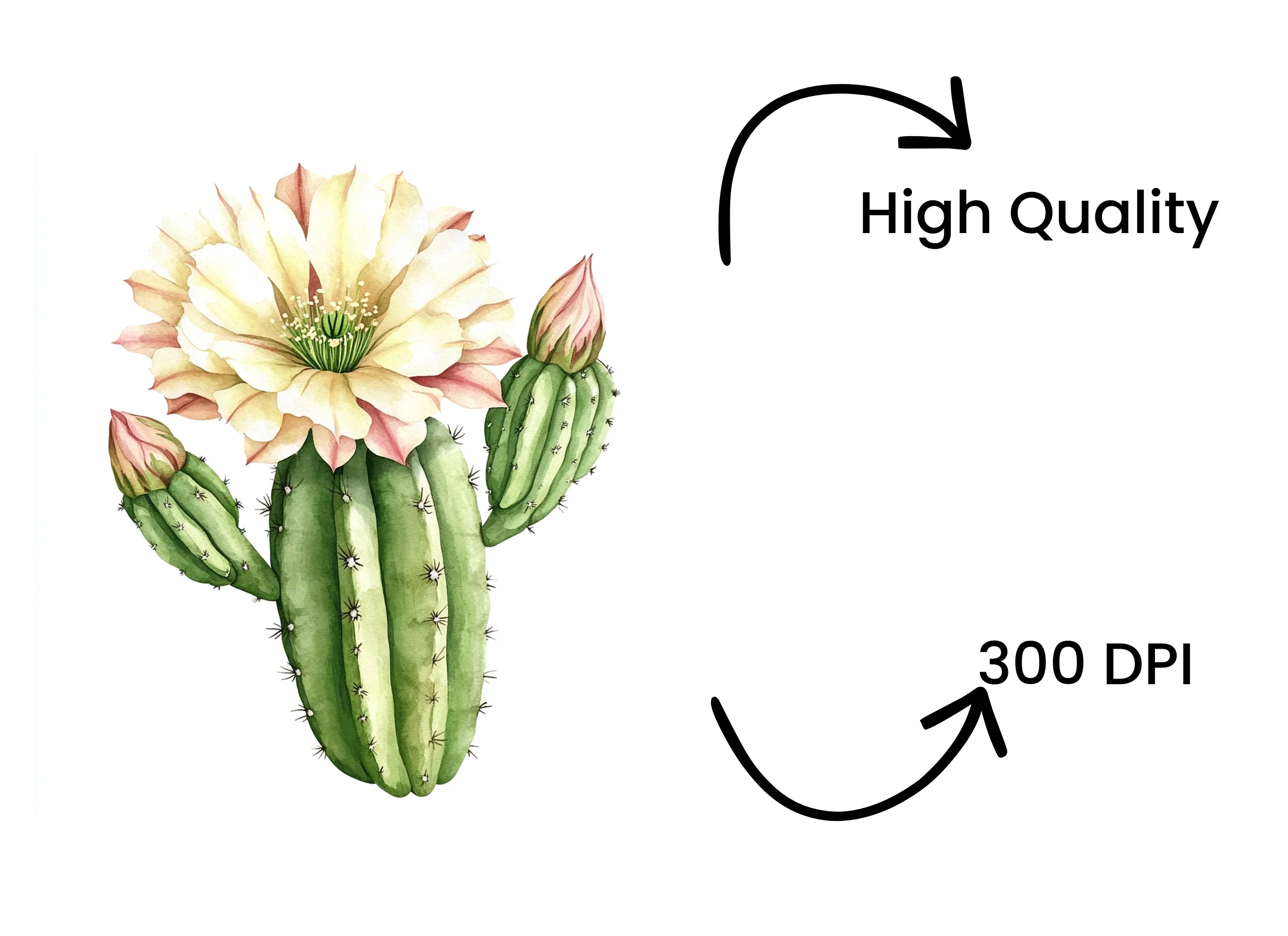 Blooming Cactus Illustrations Clipart Bundle