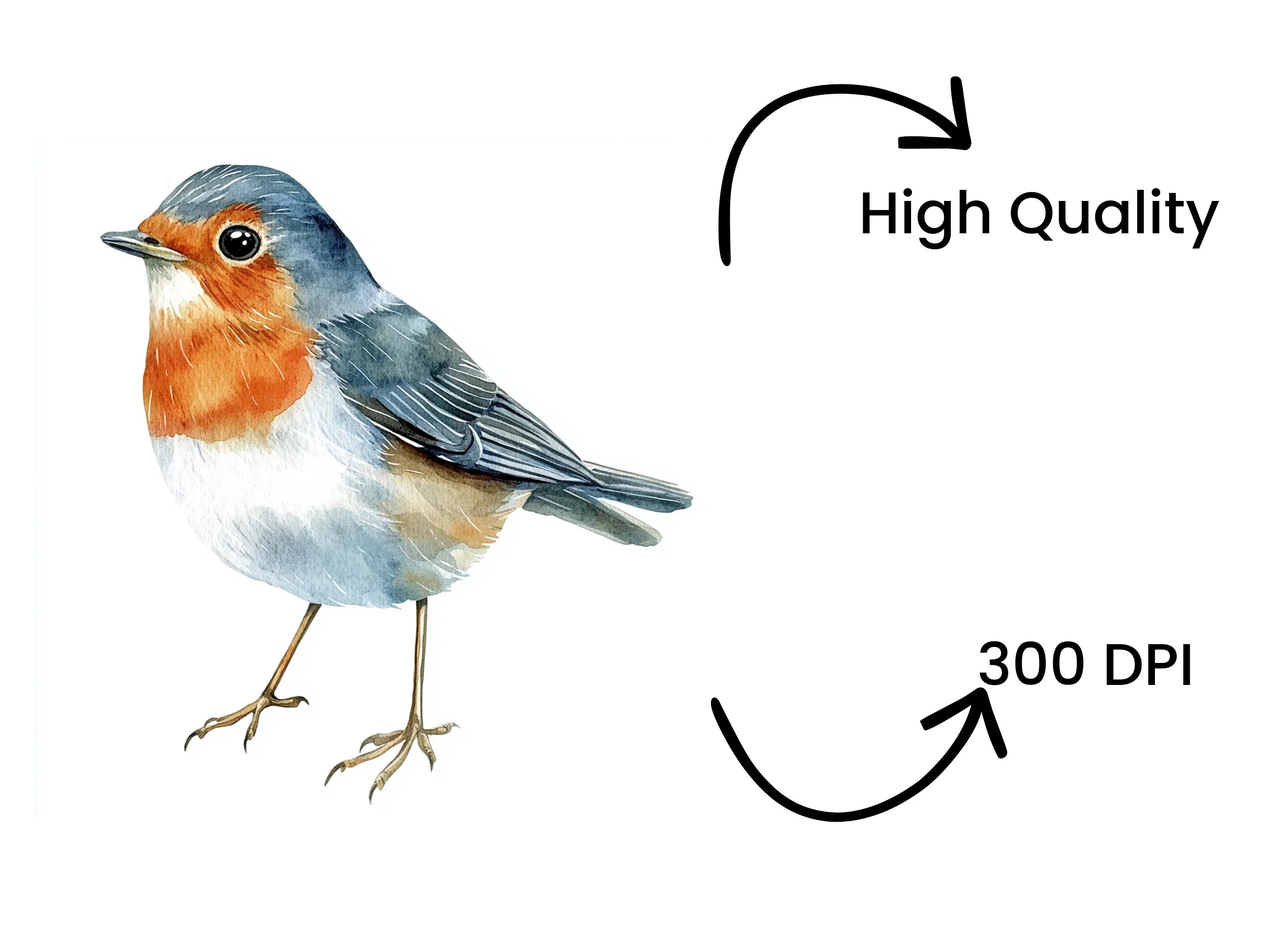 European Robin Bird Clipart Bundle