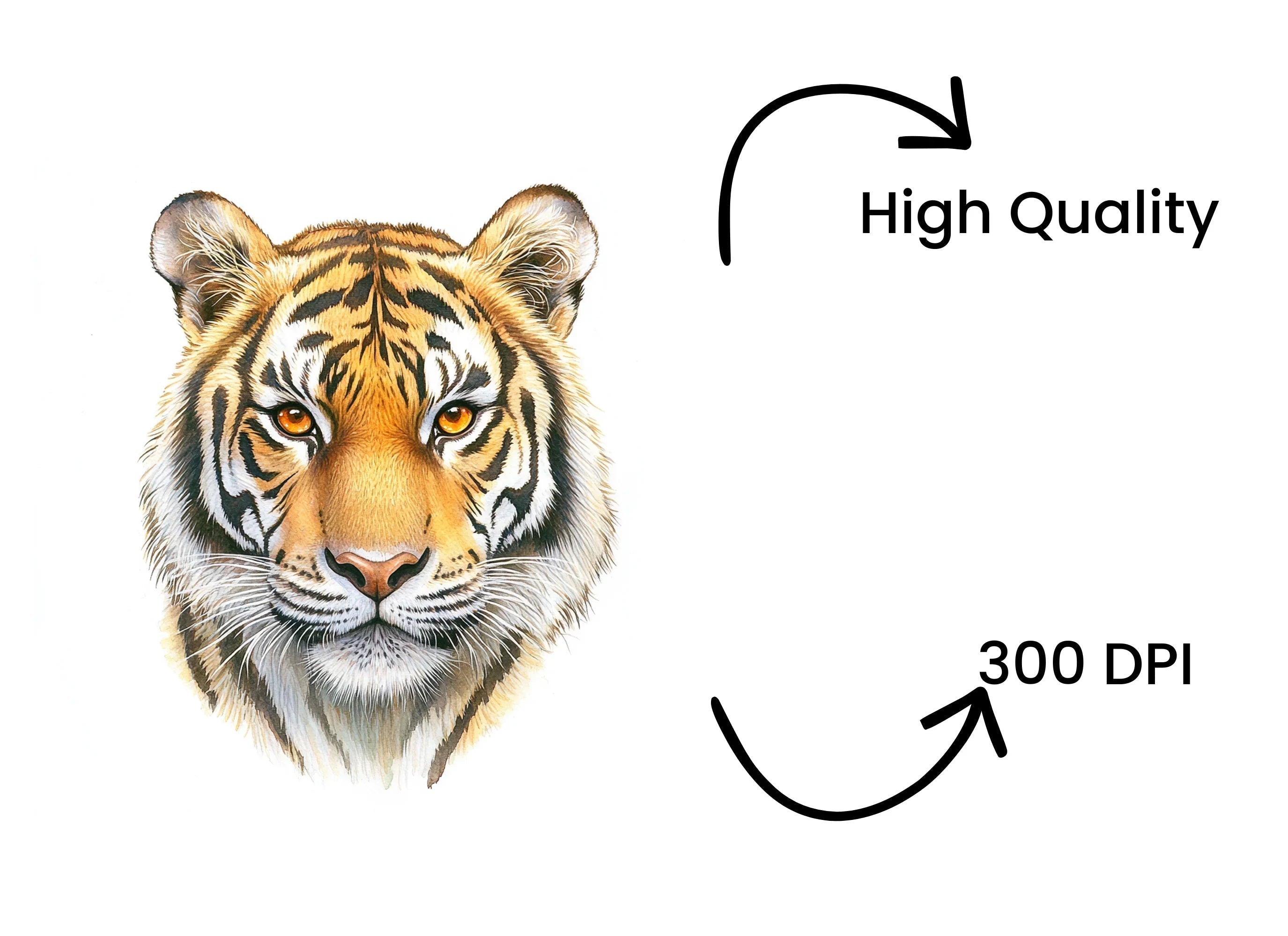 Three Tiger Faces Clipart Bundle