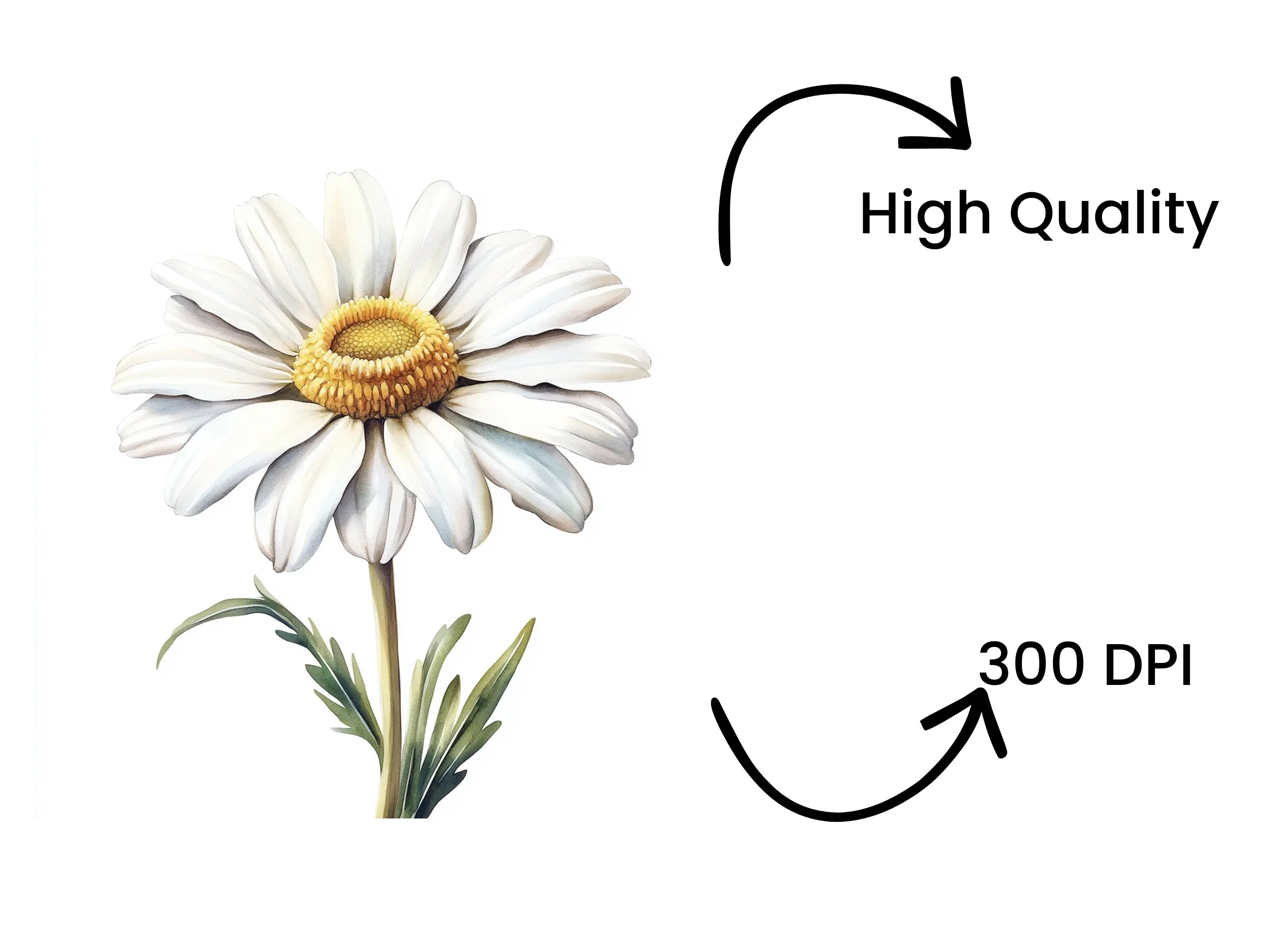 Realistic Daisy Flower Clipart Bundle