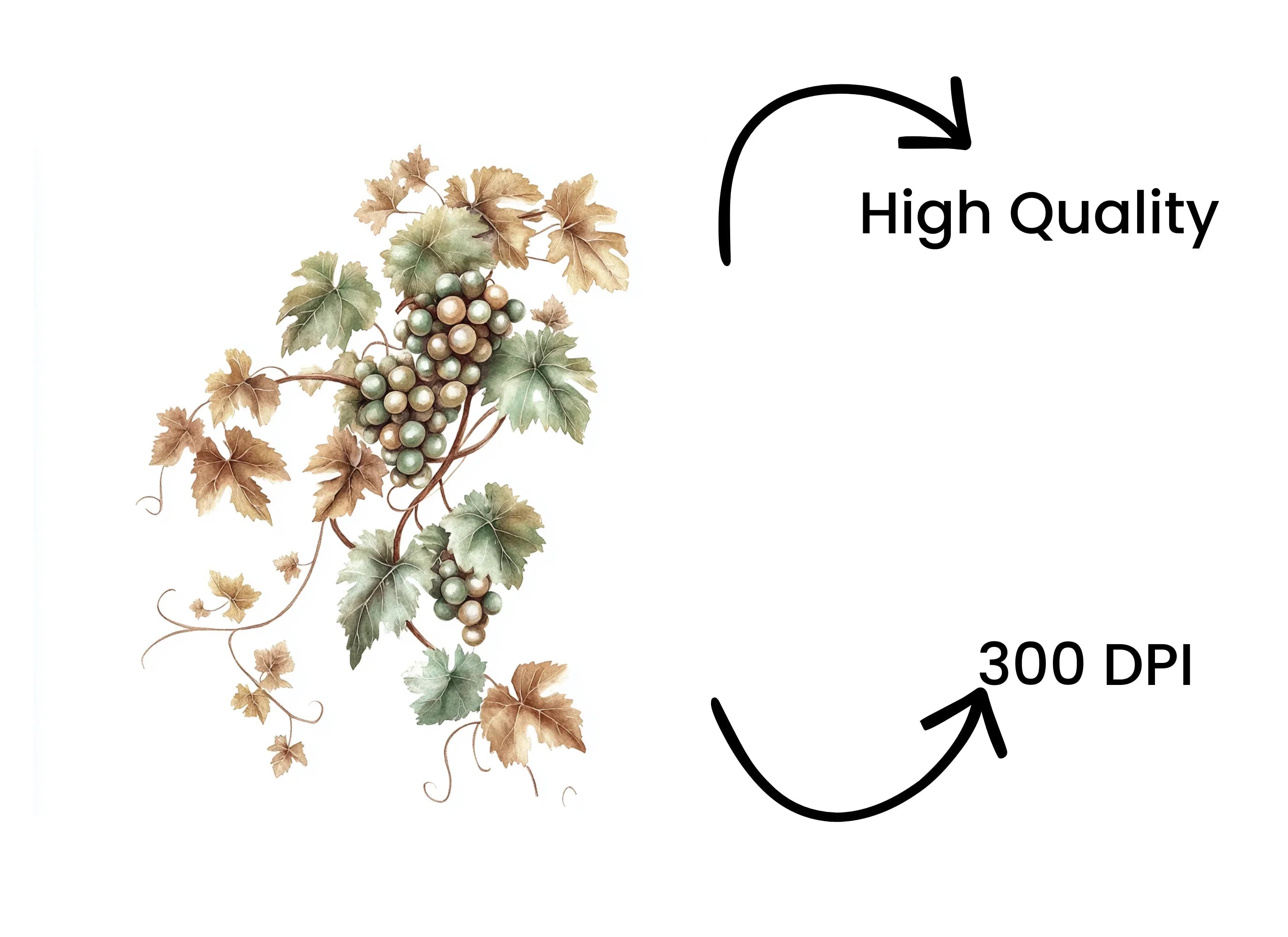 Grapevine Clipart Bundle