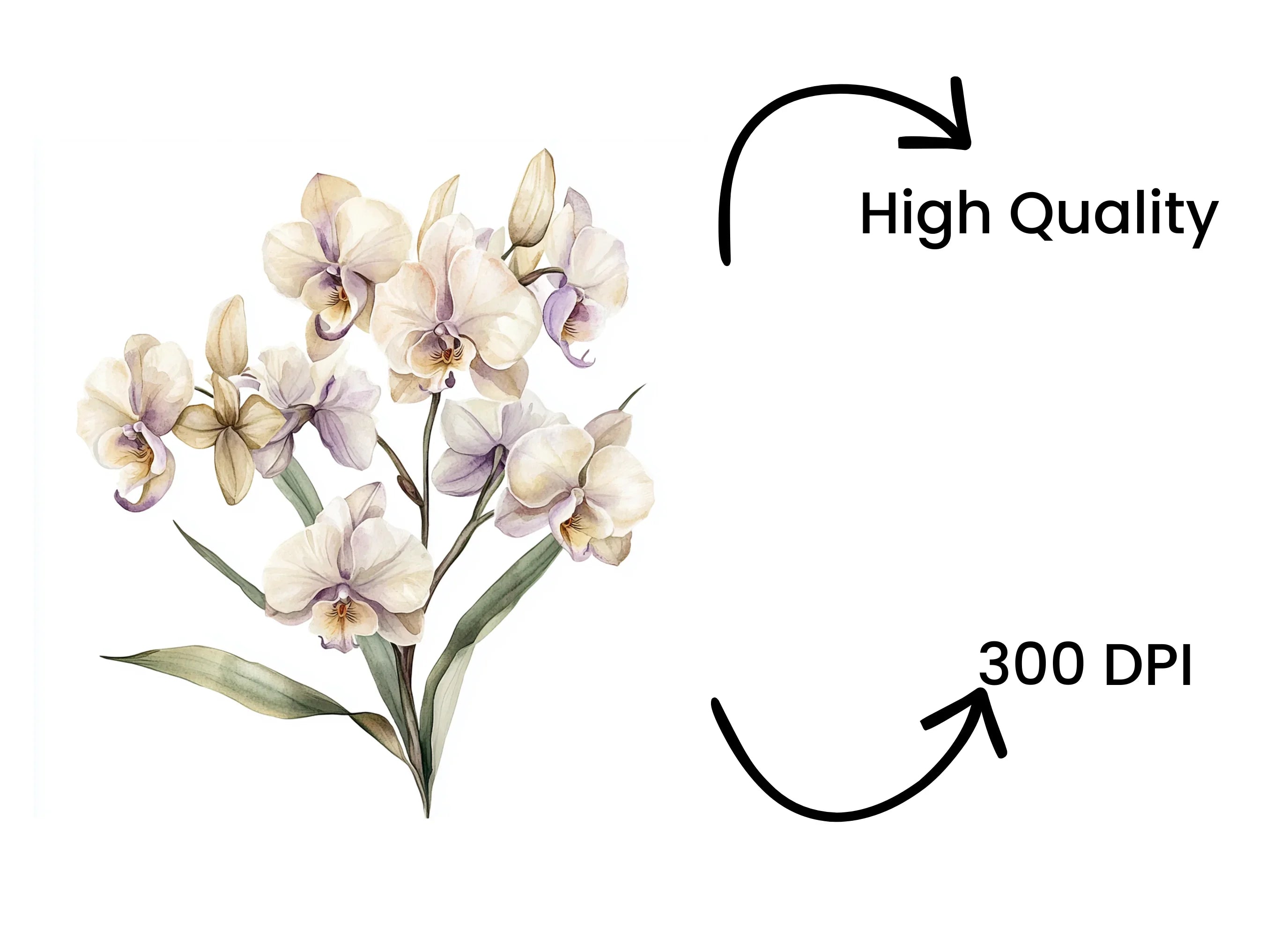 Elegant Orchid Clipart Bundle