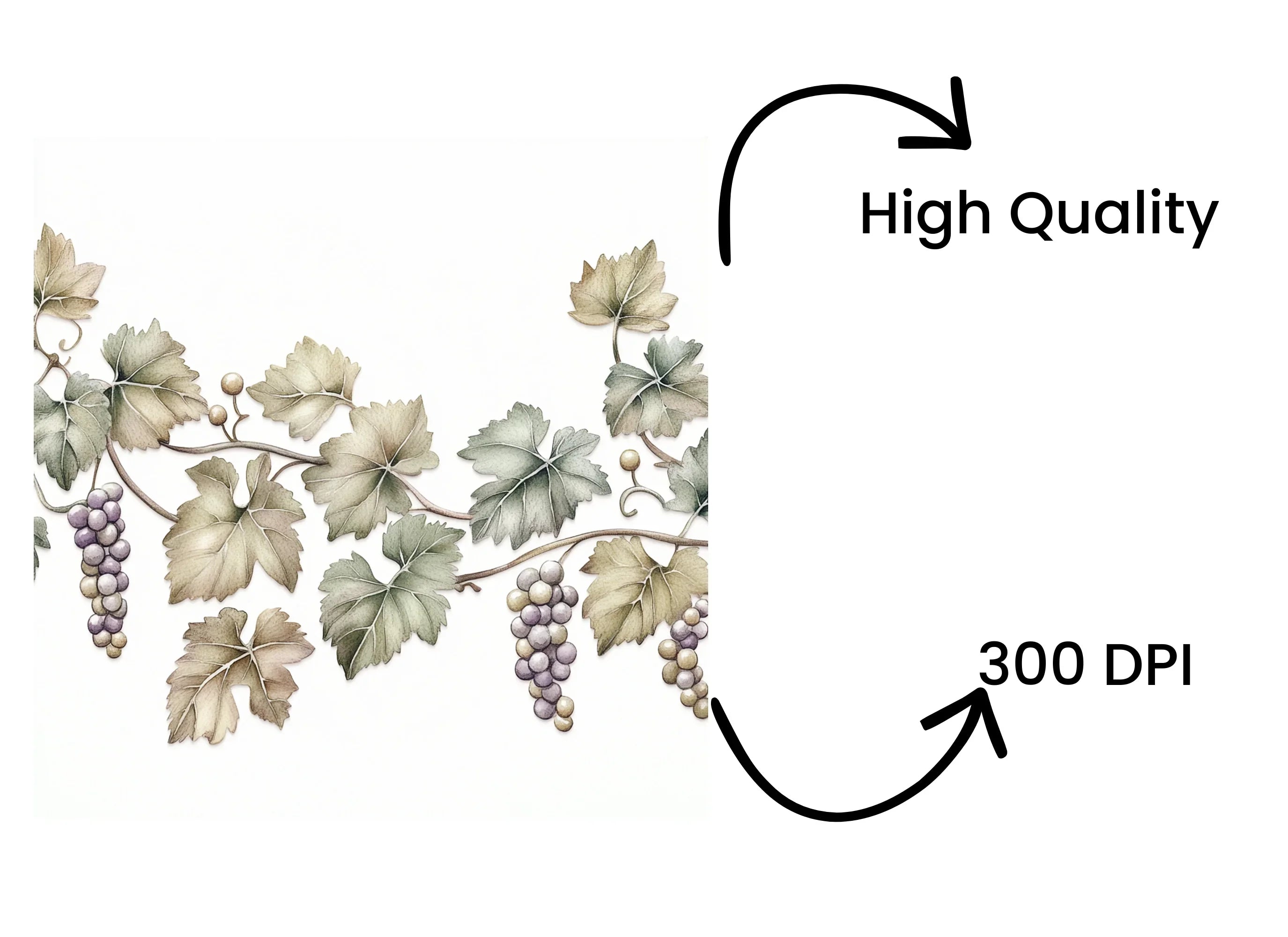 Vintage Grape Cluster Vine Elements Clipart Bundle