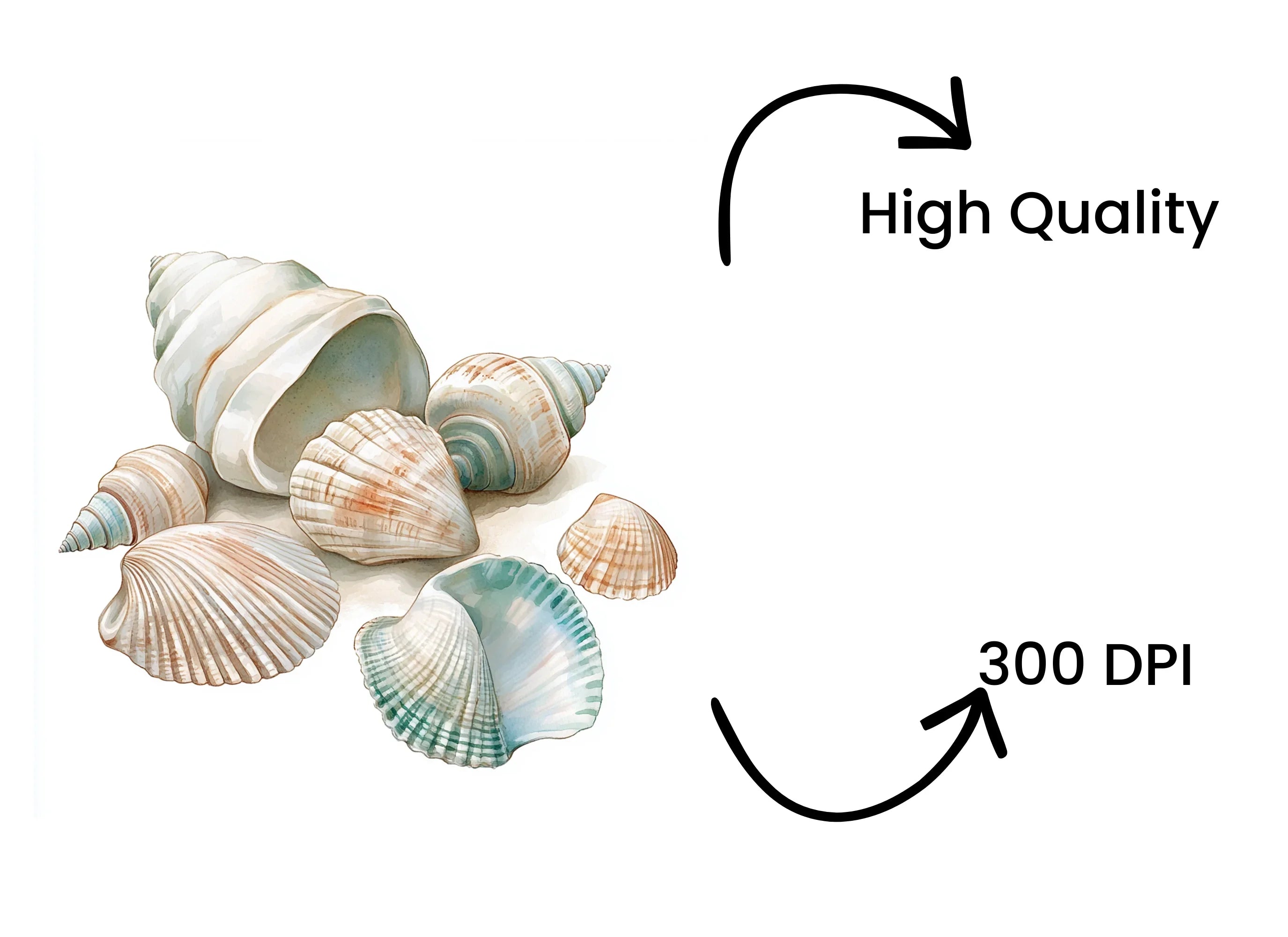 Seashells Clipart Bundle