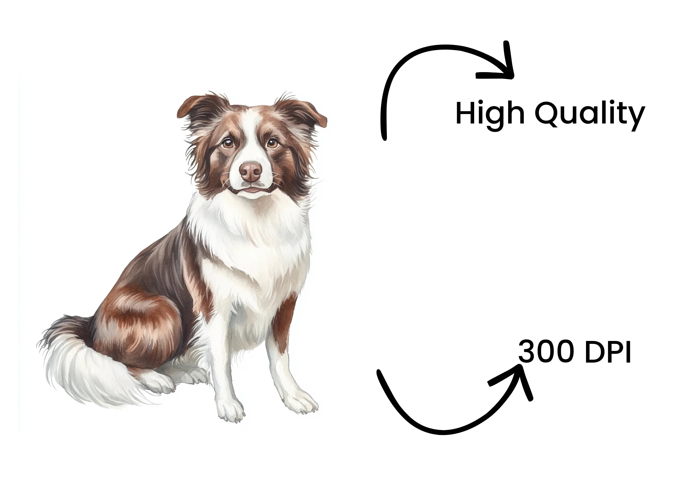 Border Collie Dog Illustration Clipart Bundle