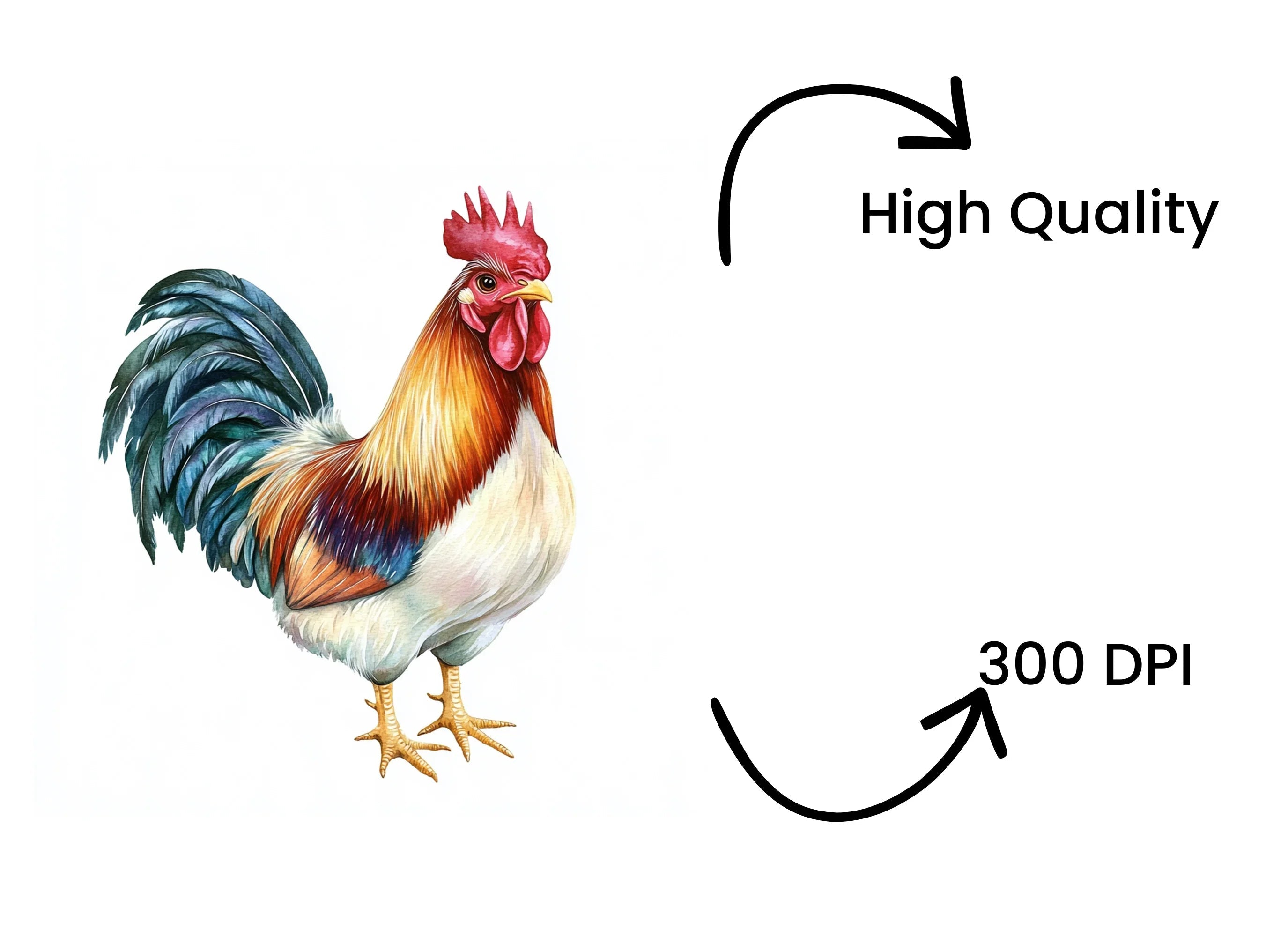 Colorful Rooster Illustrations Clipart Bundle