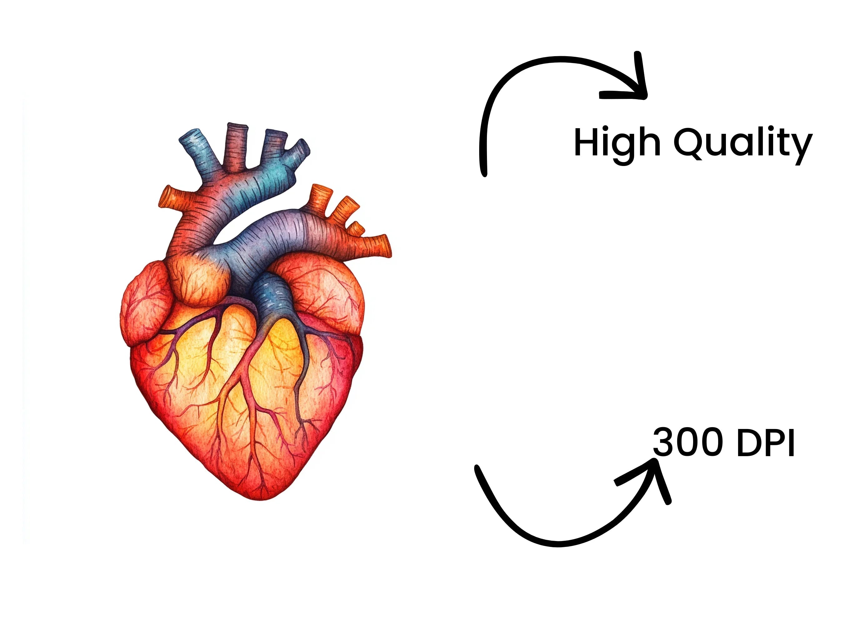 Anatomical Heart Clipart Bundle