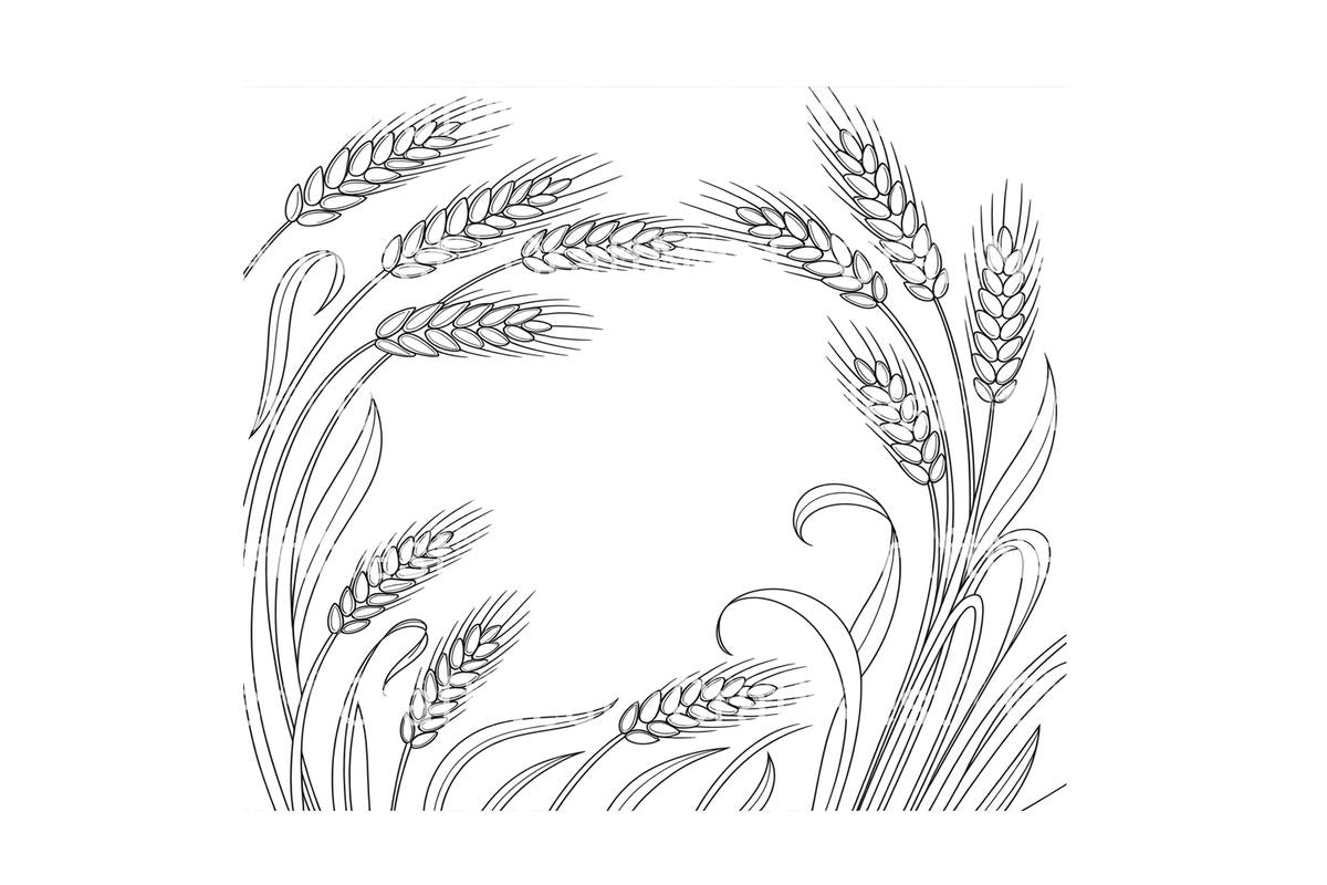 Wheat Ears Harvest Coloring Books