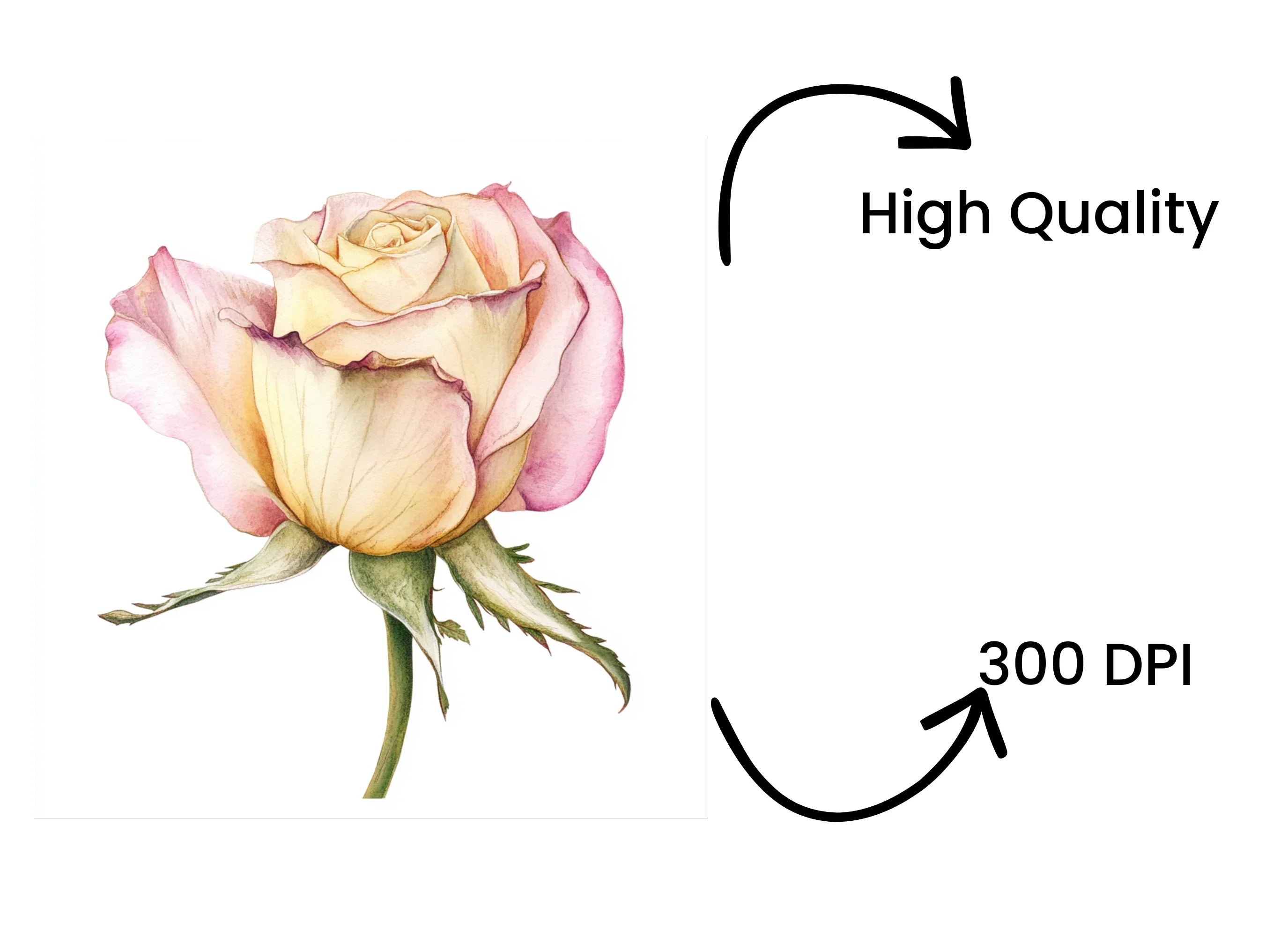Elegant Peach Rose Clipart Bundle