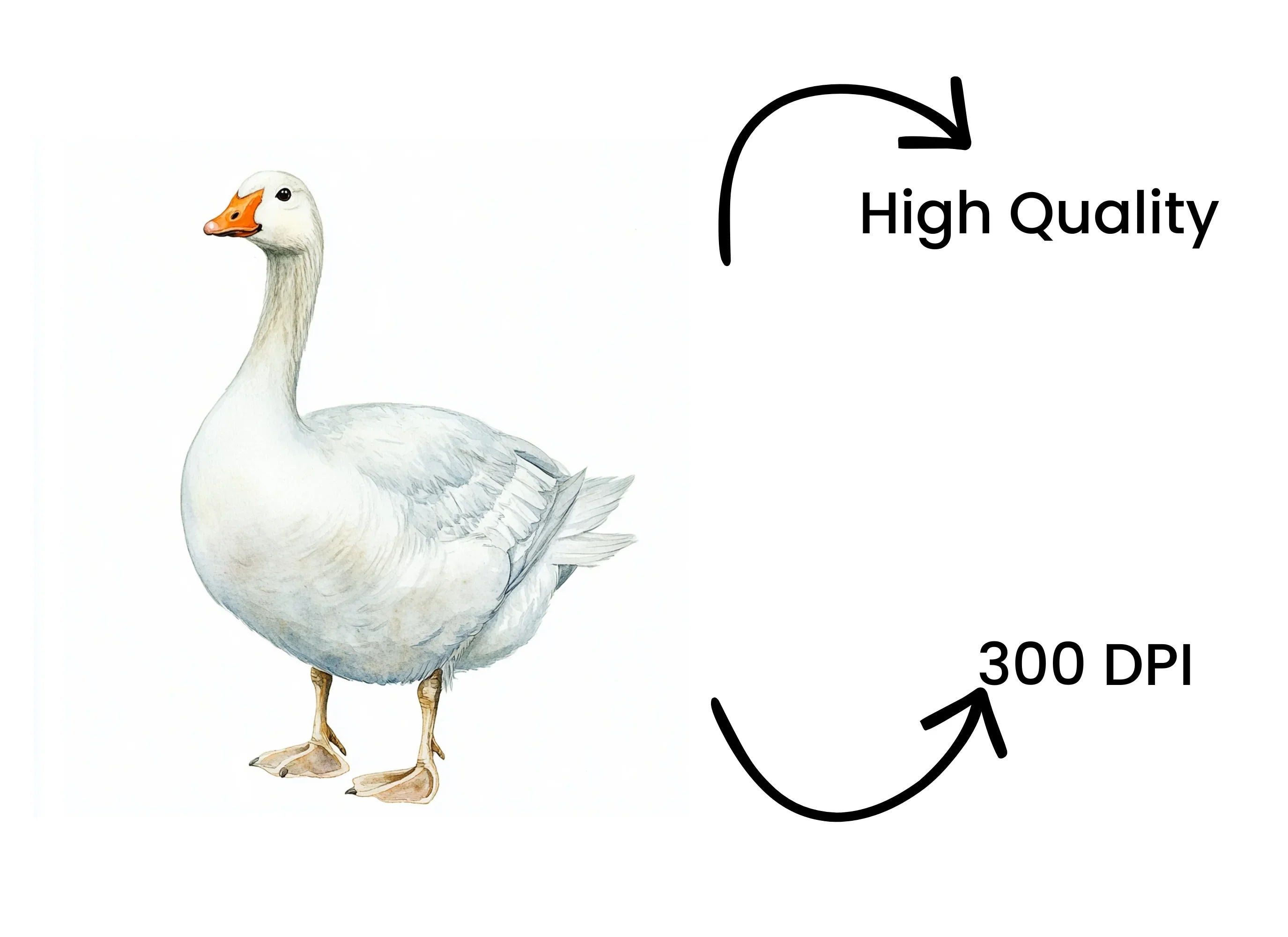 White Geese Clipart Bundle