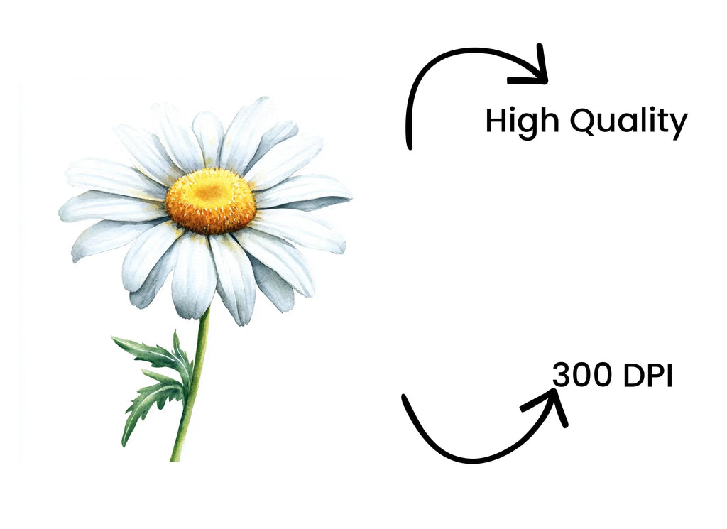 Daisy Flowers Clipart Bundle