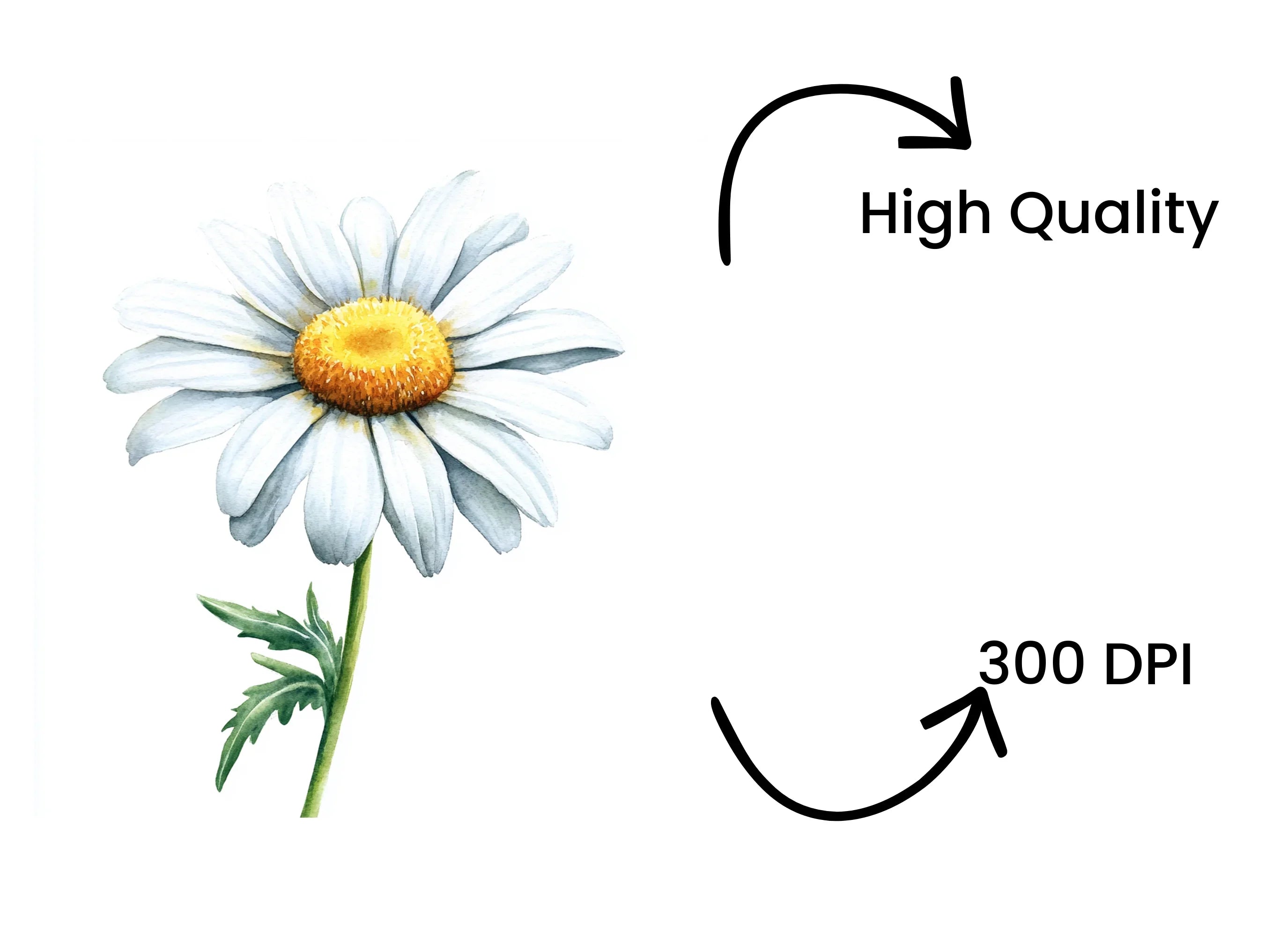 Daisy Flowers Clipart Bundle