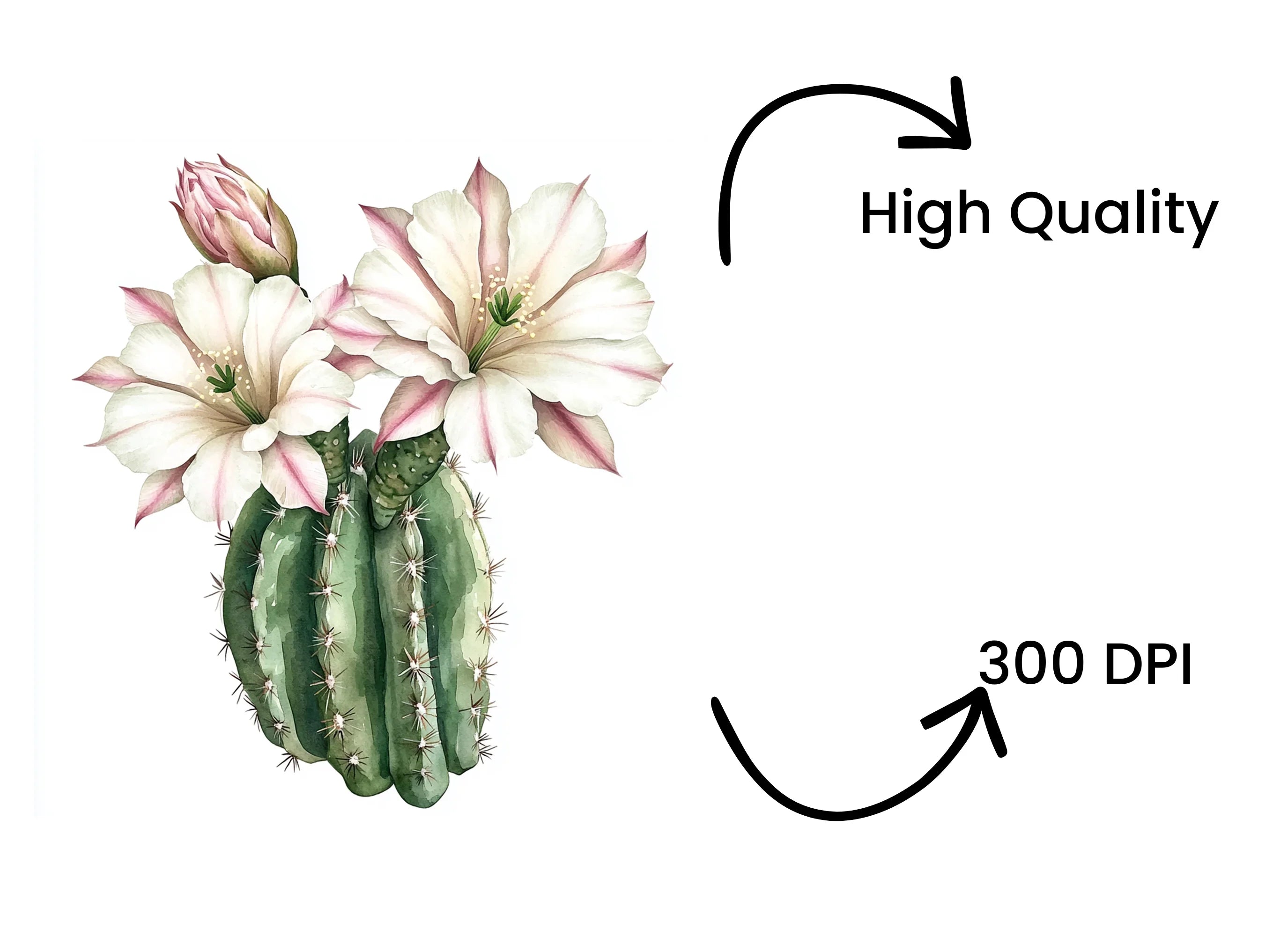 Barrel Cactus with White Flowers Clipart Bundle