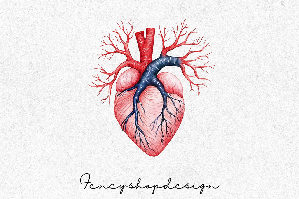Anatomical Human Heart Clipart Bundle
