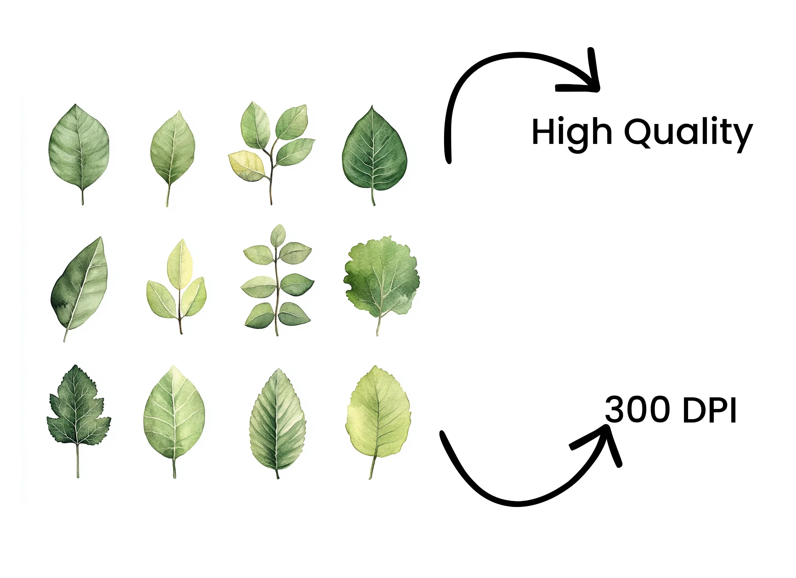Diverse Green Leaves Clipart Bundle