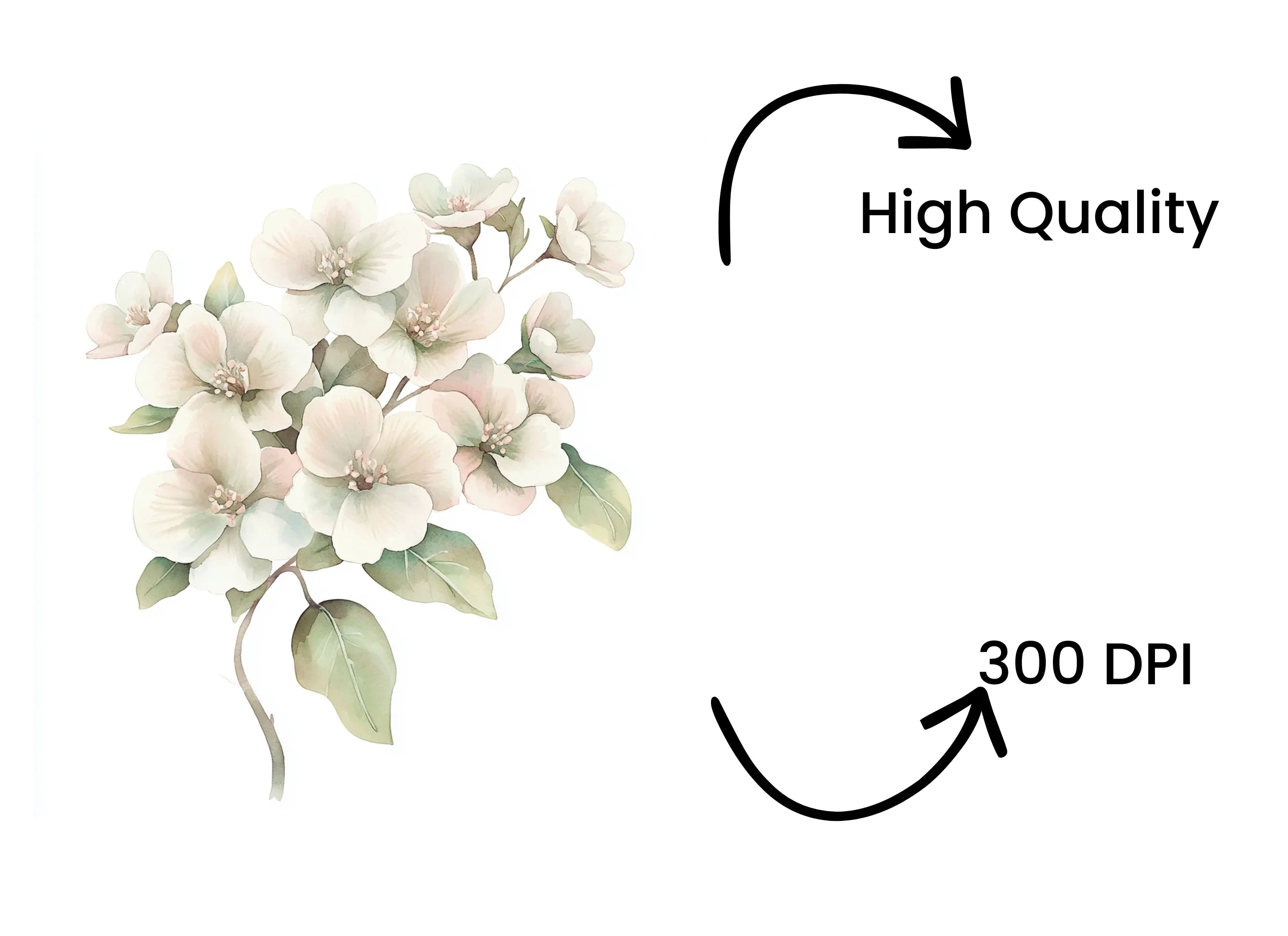 Delicate White Cherry Blossom Clipart Bundle