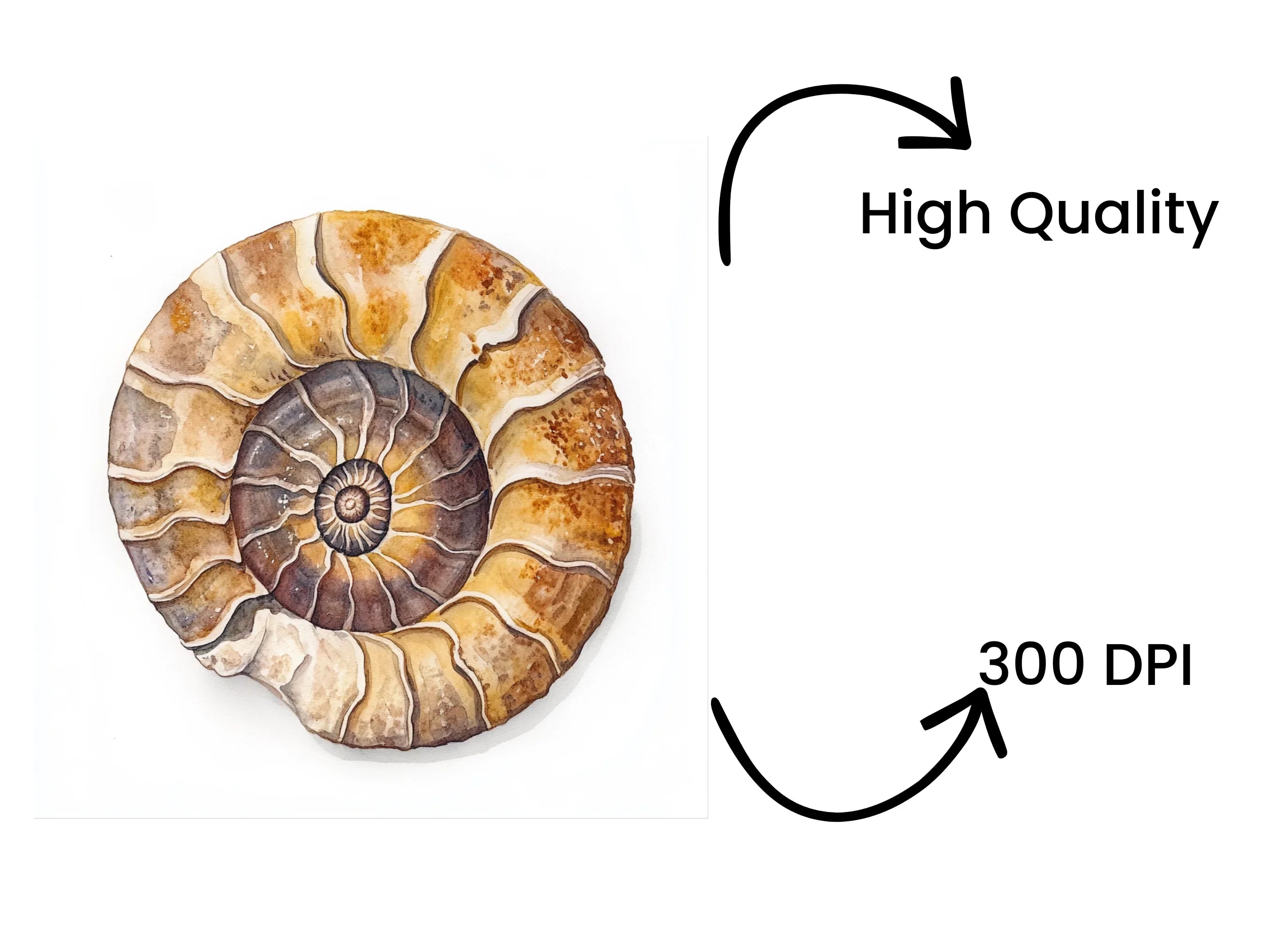 Ammonite Shell Clipart Bundle