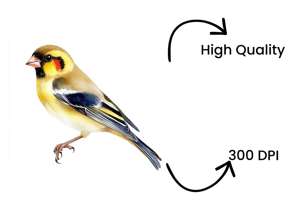 Goldfinch Bird Clipart Bundle
