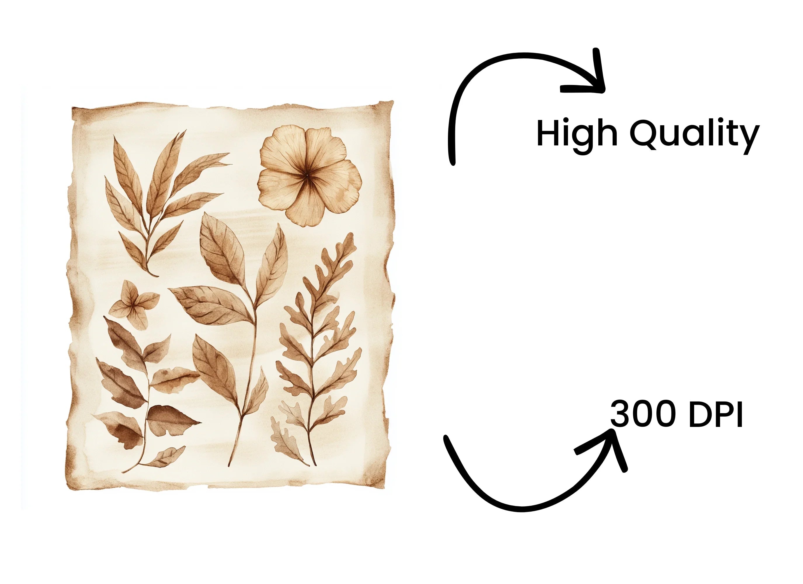 Vintage Floral Scroll Clipart Bundle
