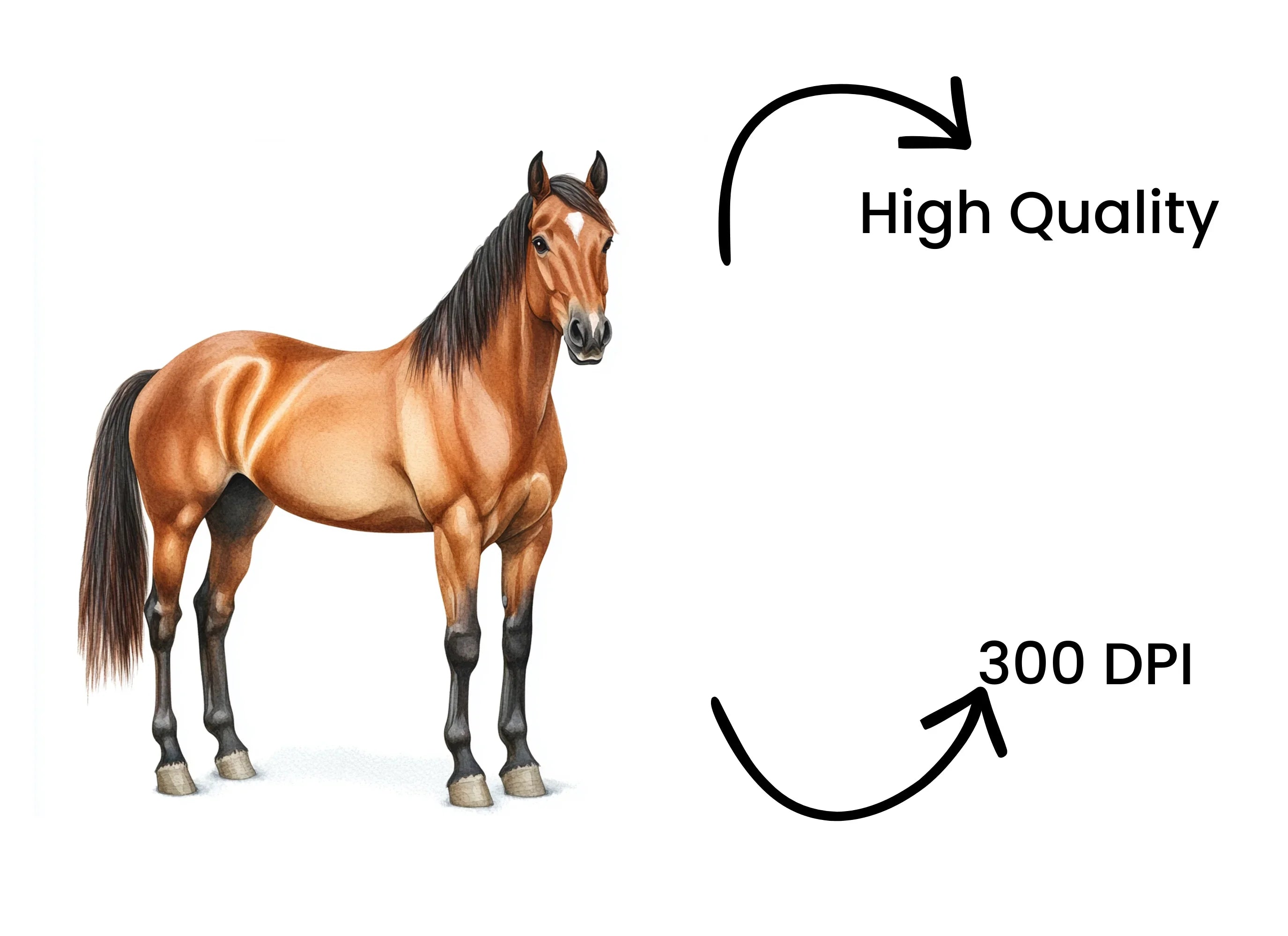 Realistic Brown Horse Clipart Bundle