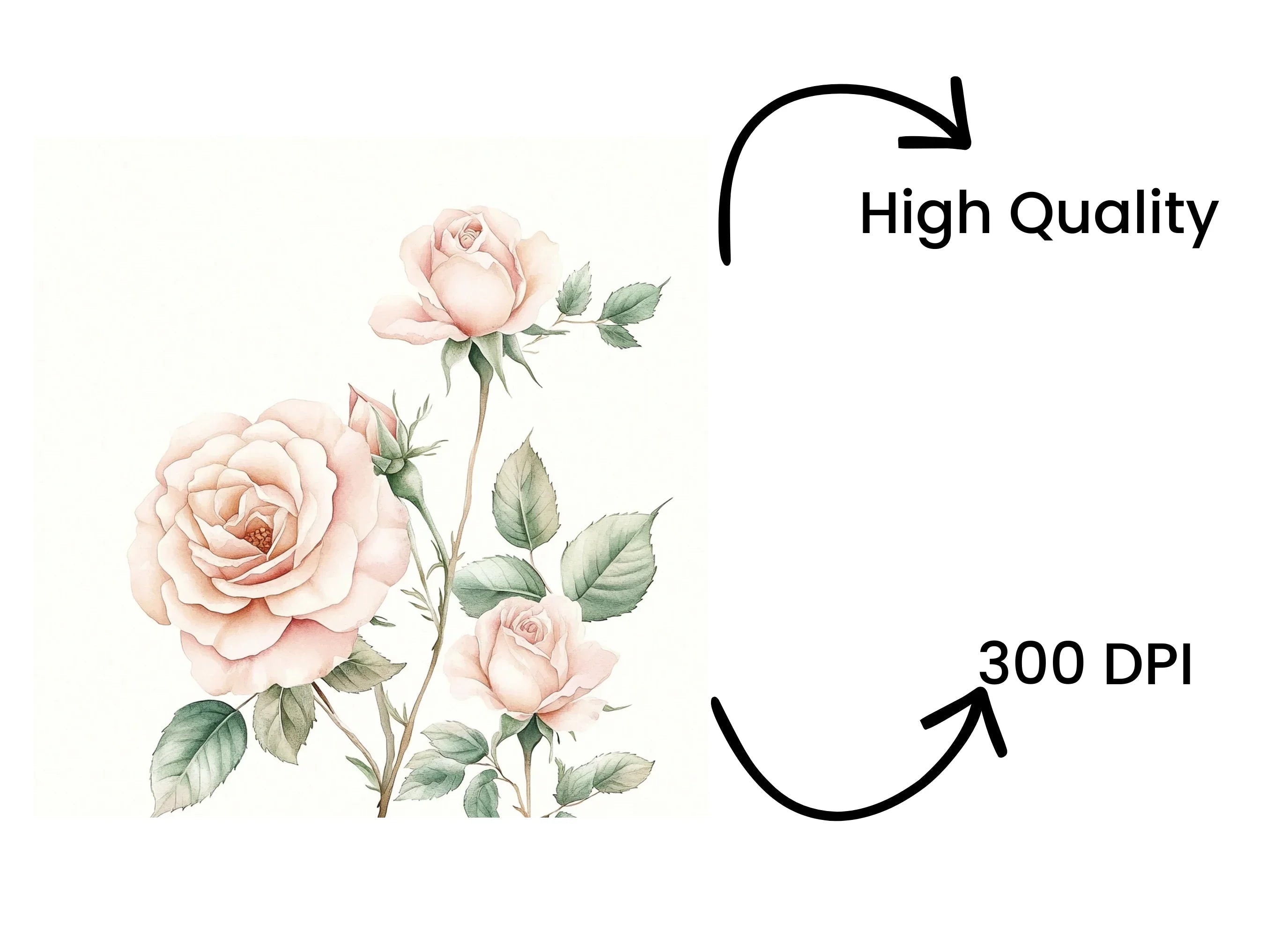 Elegant Pink Roses Clipart Bundle