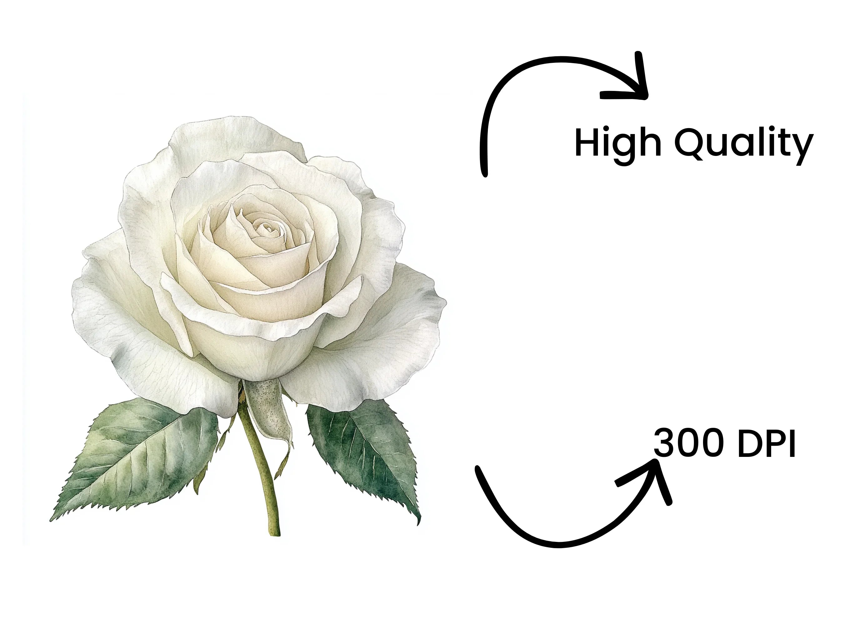 Elegant White Rose Clipart Bundle