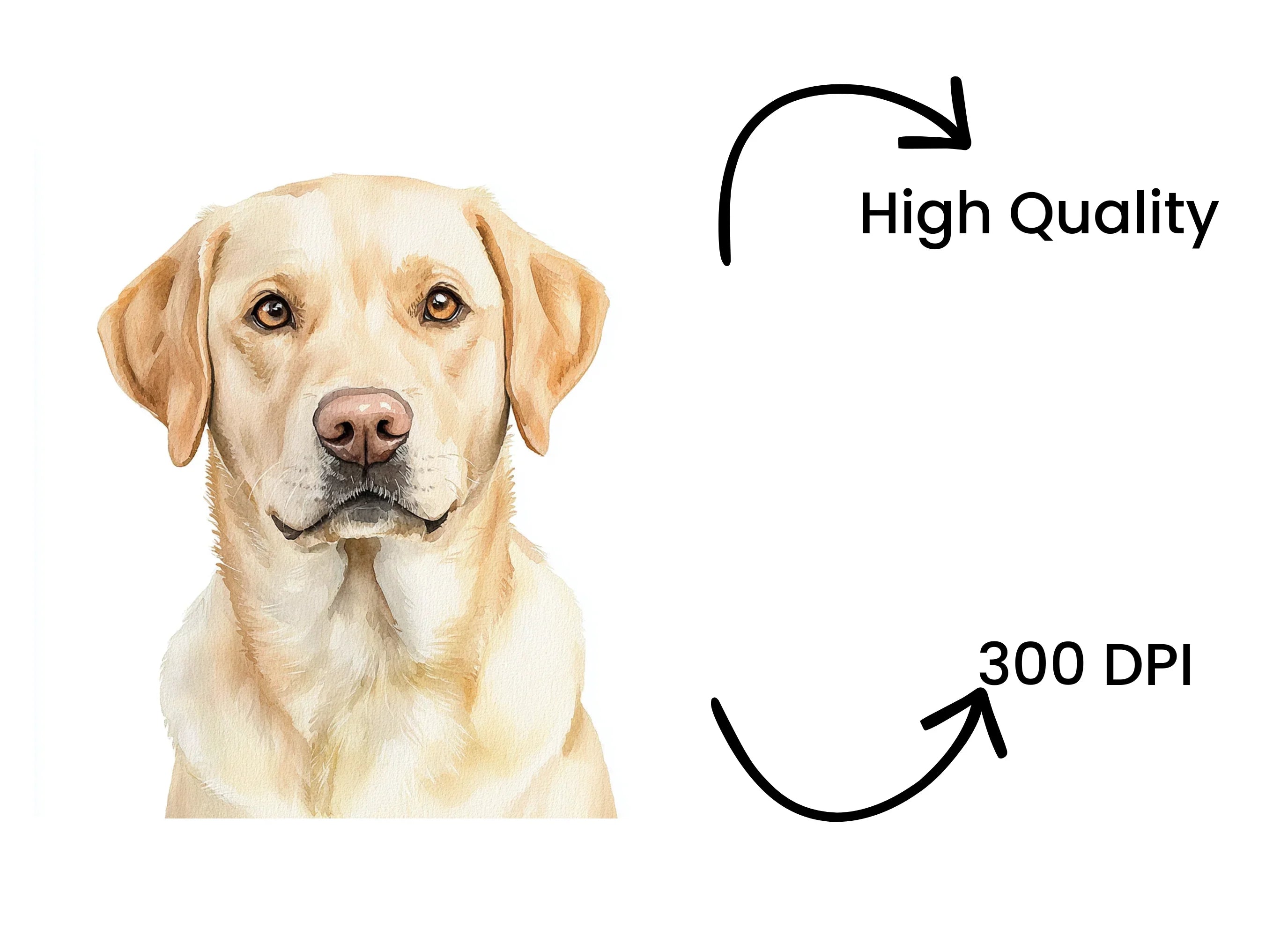 Labrador Dog Portraits Clipart Bundle