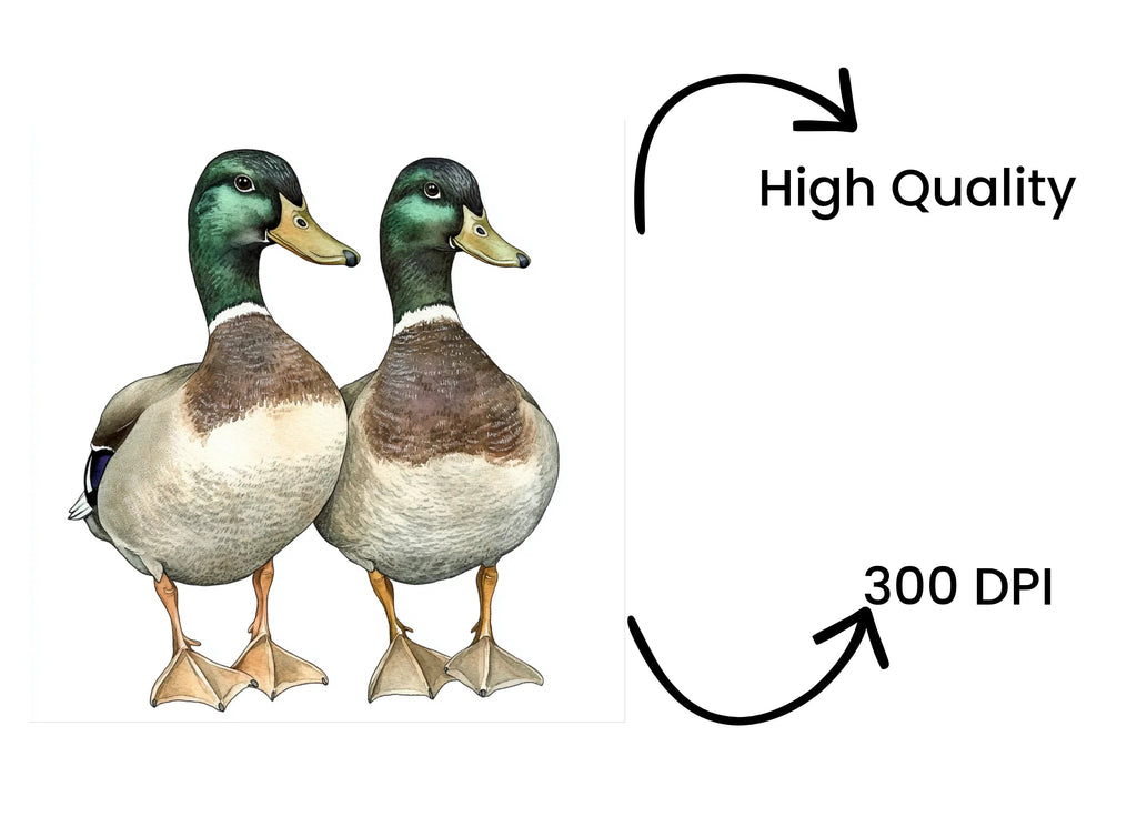 Mallard Duck Pair Clipart Bundle