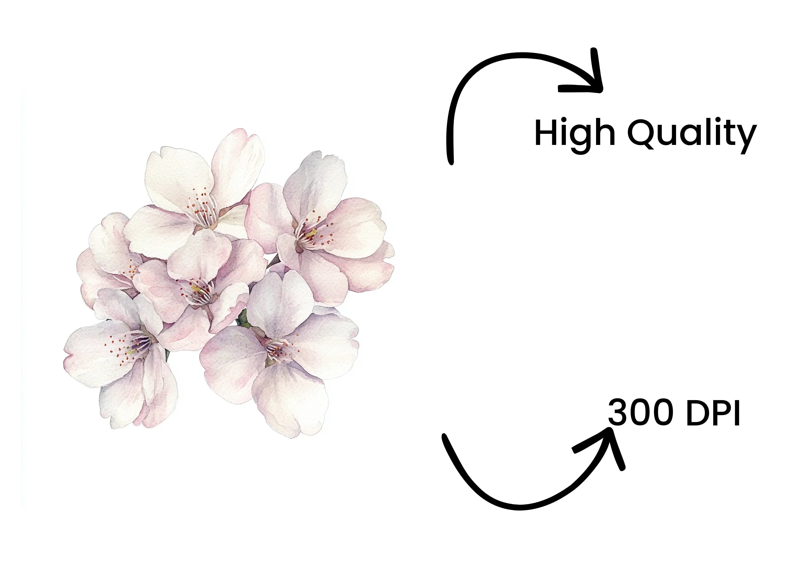 Cherry Blossom Bloom Clipart Bundle