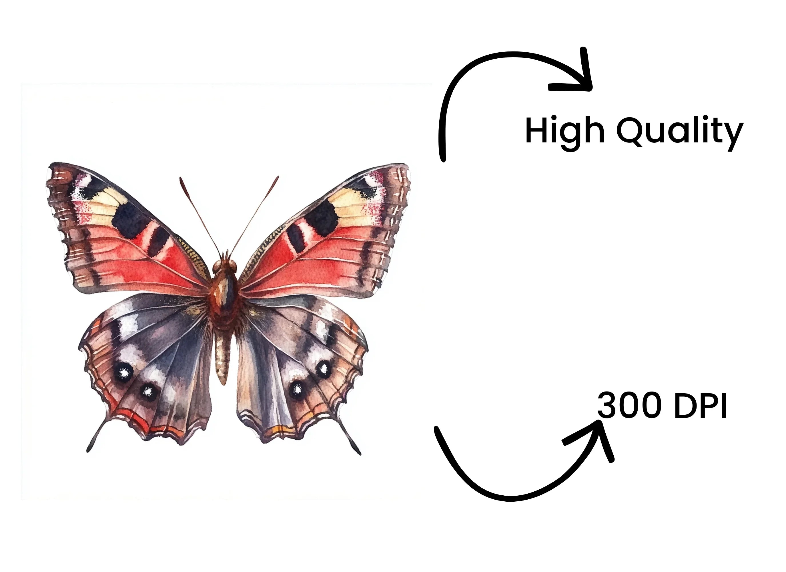Peacock Butterfly Clipart Bundle