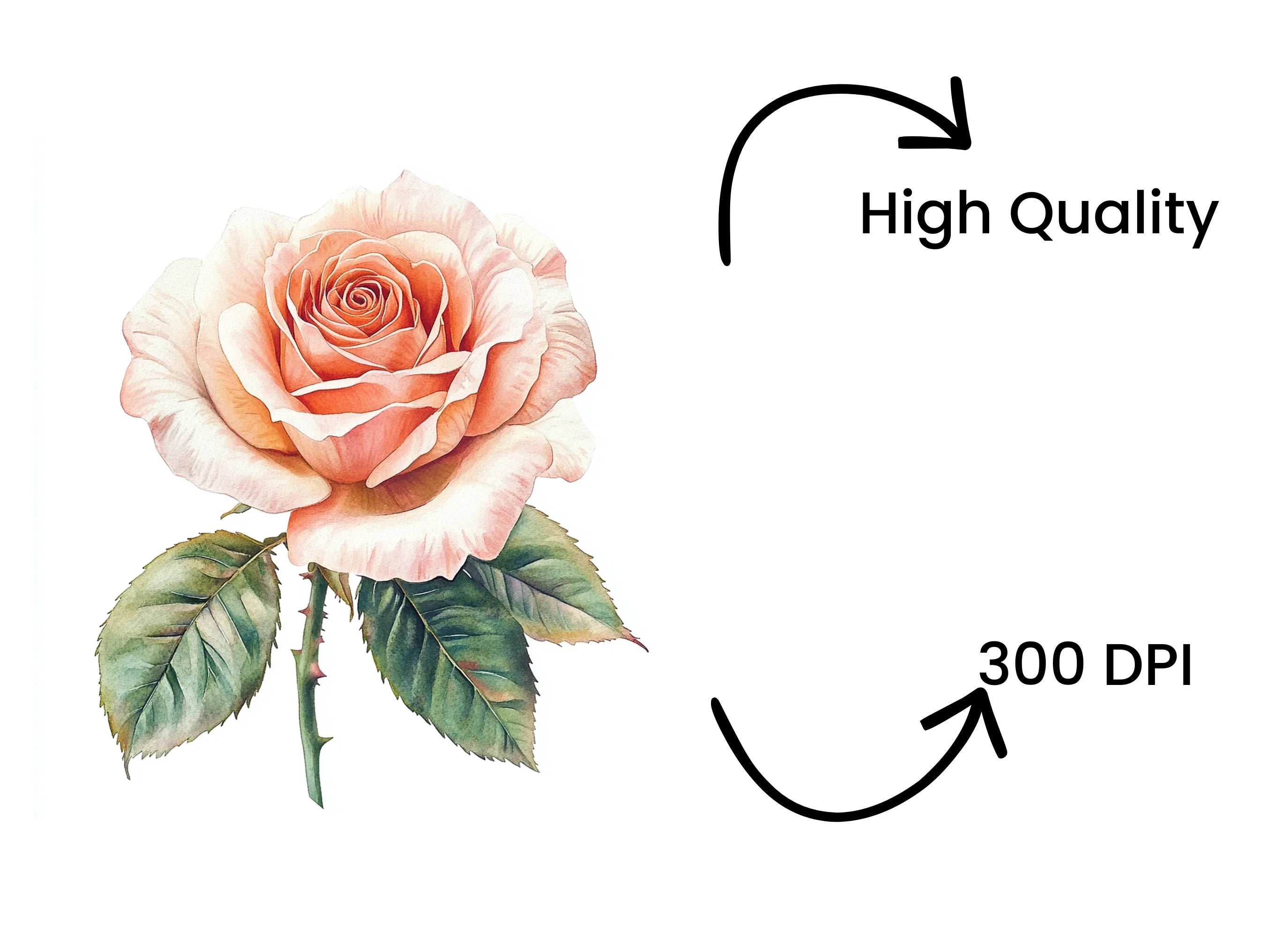 Elegant Peach Rose Clipart Bundle