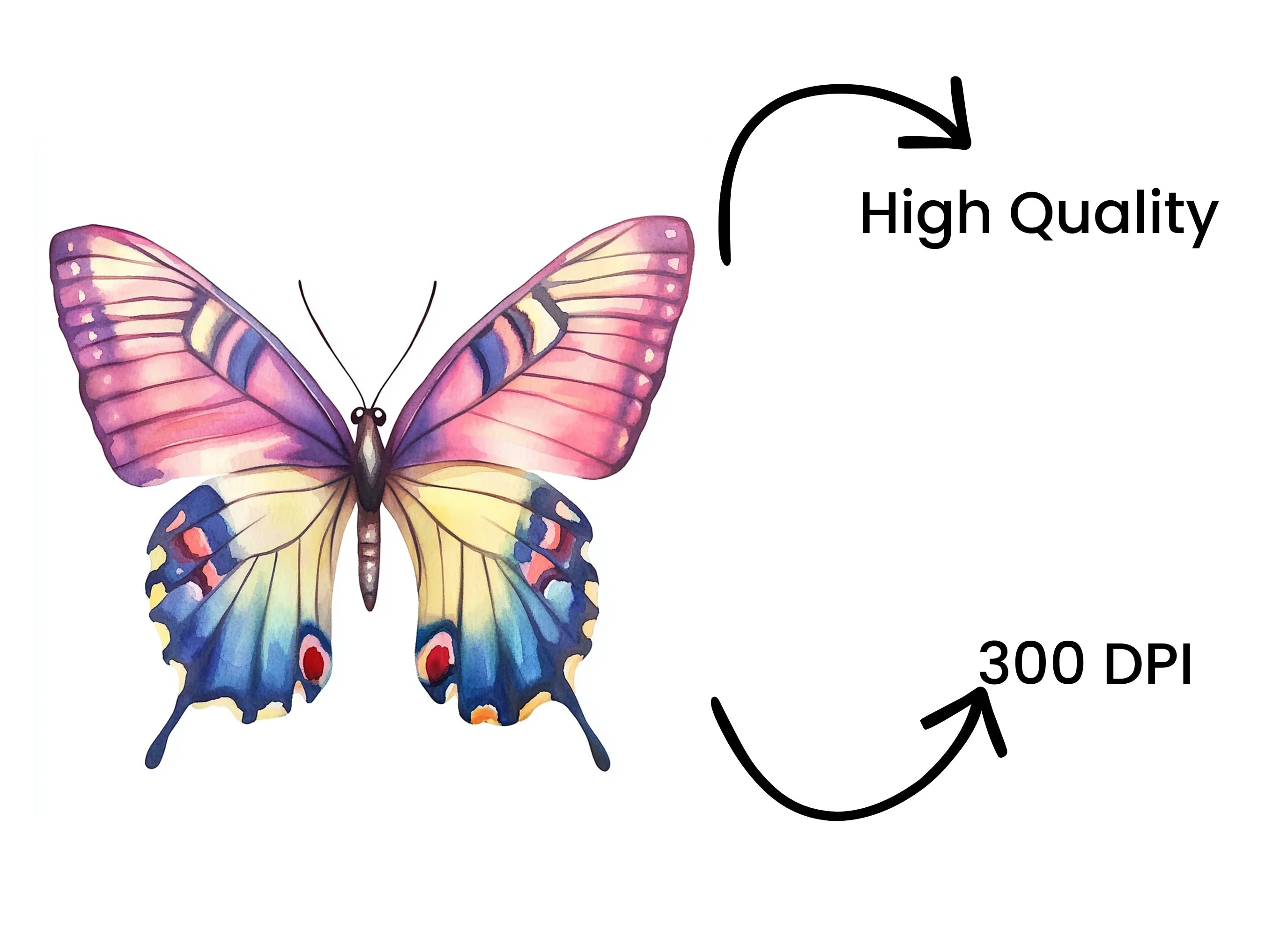 Colorful Butterfly Clipart Bundle