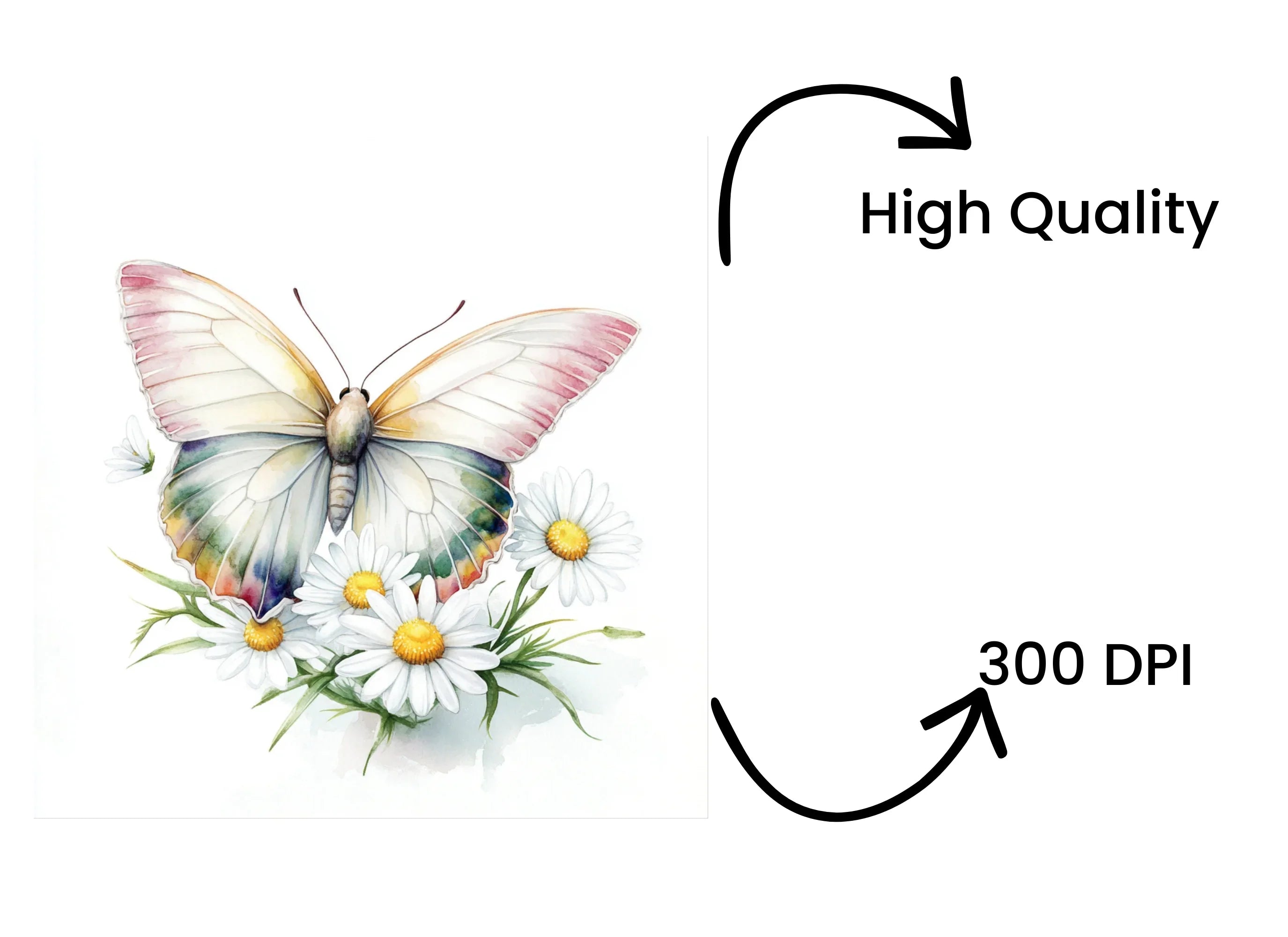 Colorful Butterflies and Daisies Clipart Bundle