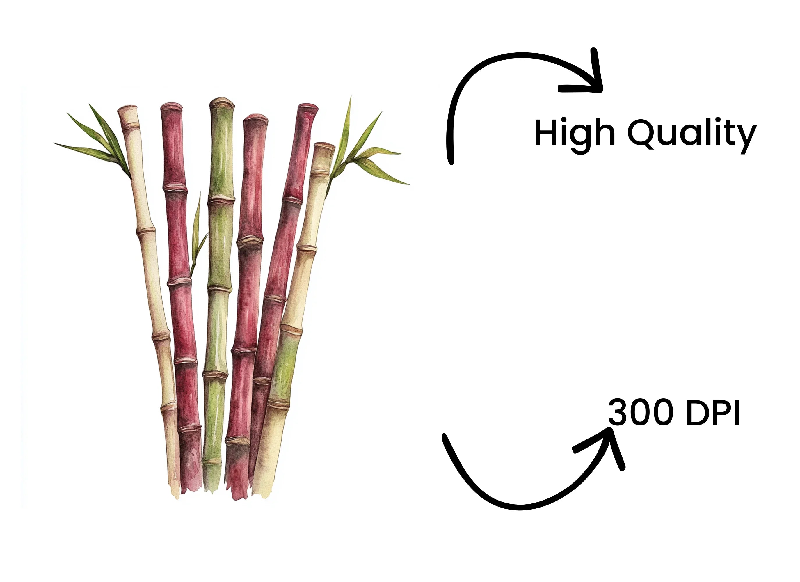 Bamboo Stalks Clipart Bundle