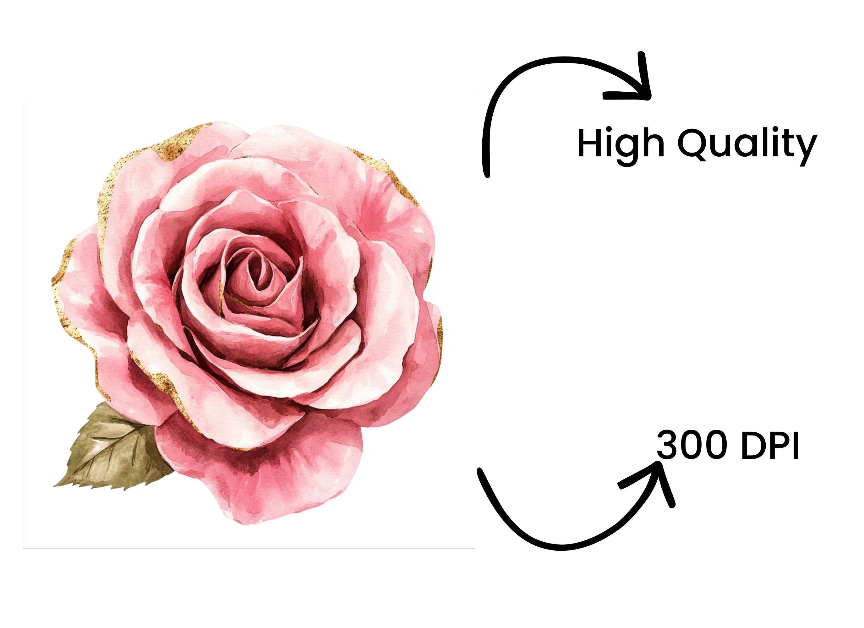 Vibrant Pink Rose Clipart Bundle