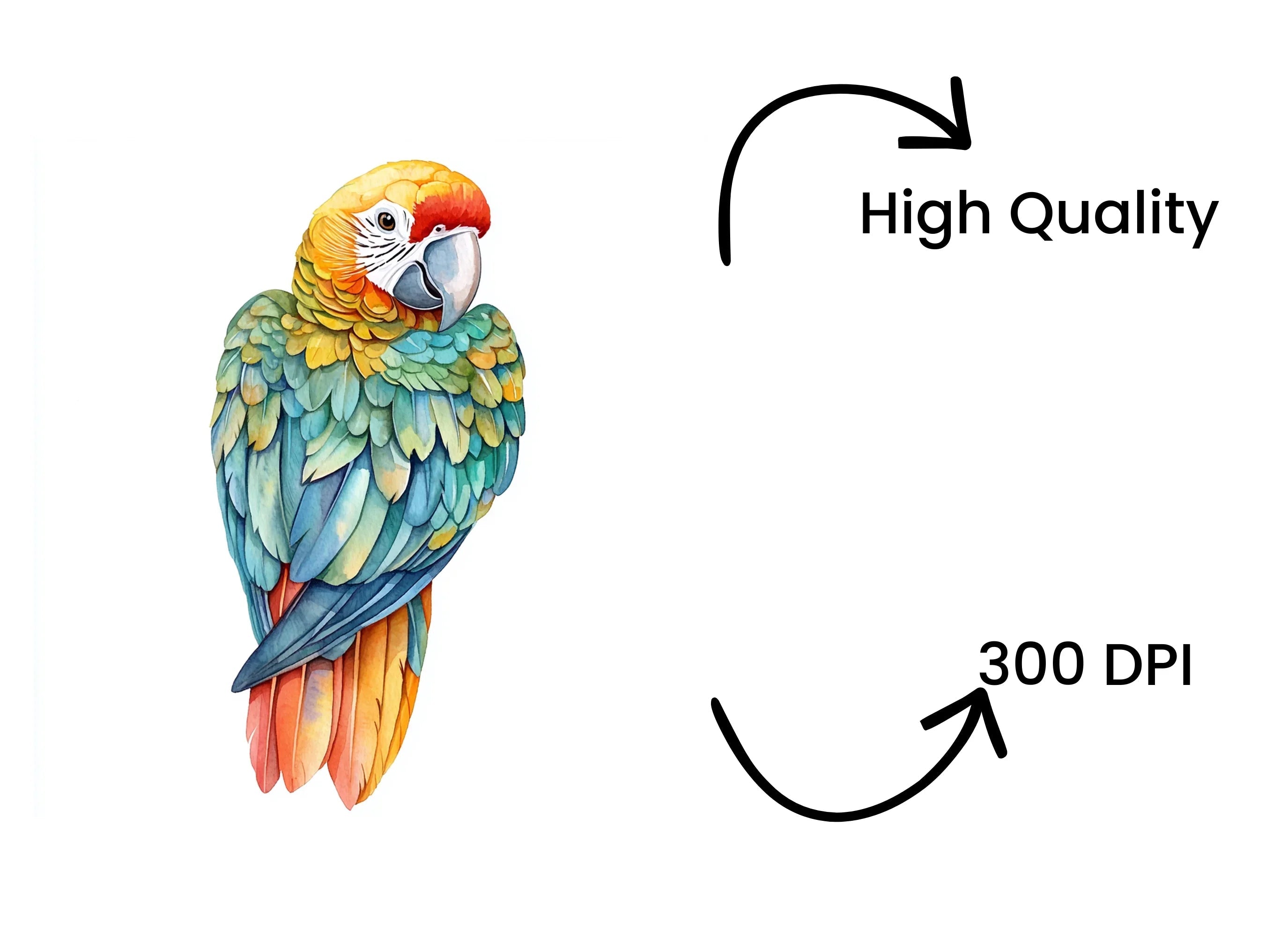Vibrant Macaw Clipart Bundle