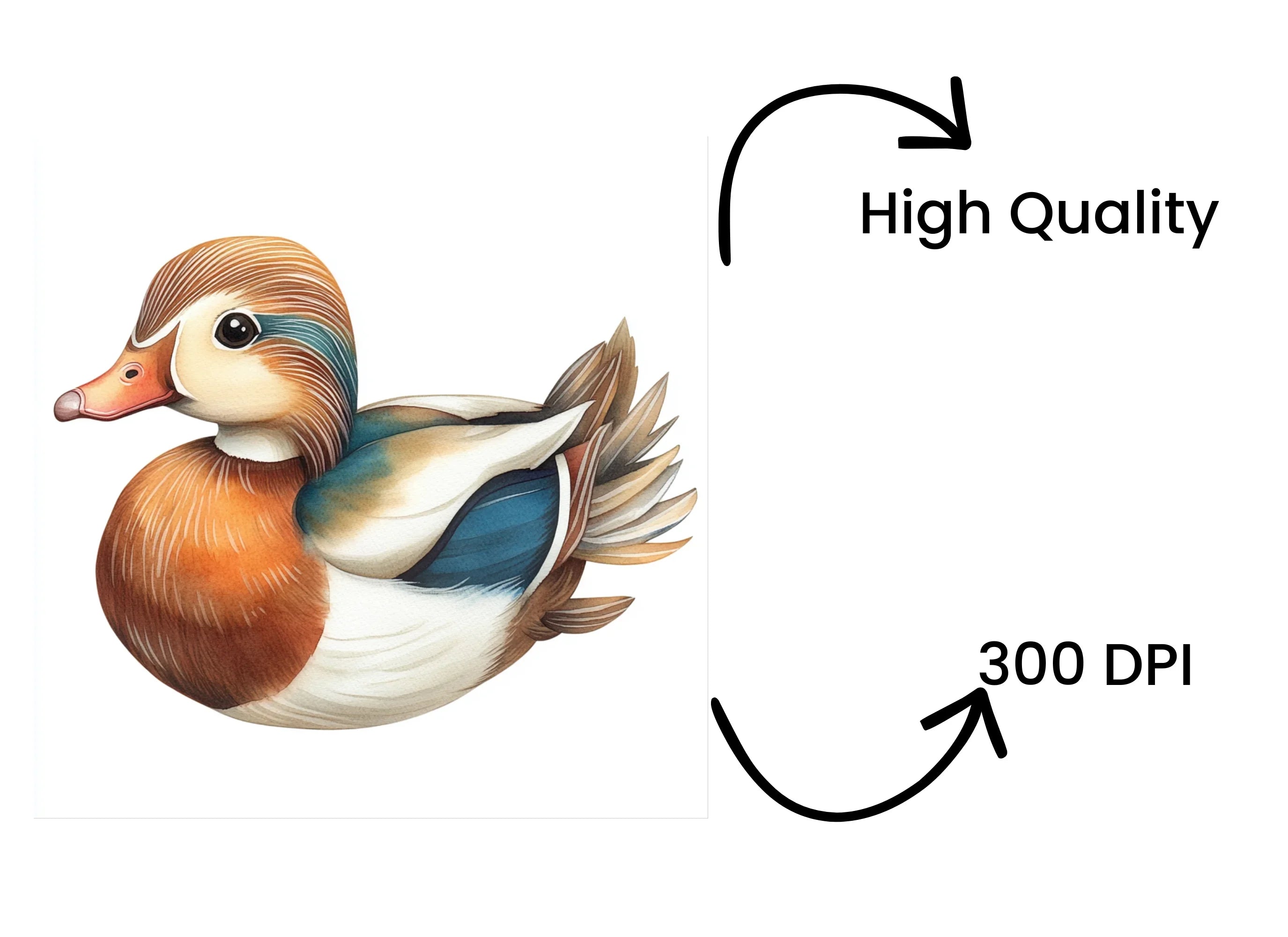 Cute Mandarin Duck Clipart Bundle