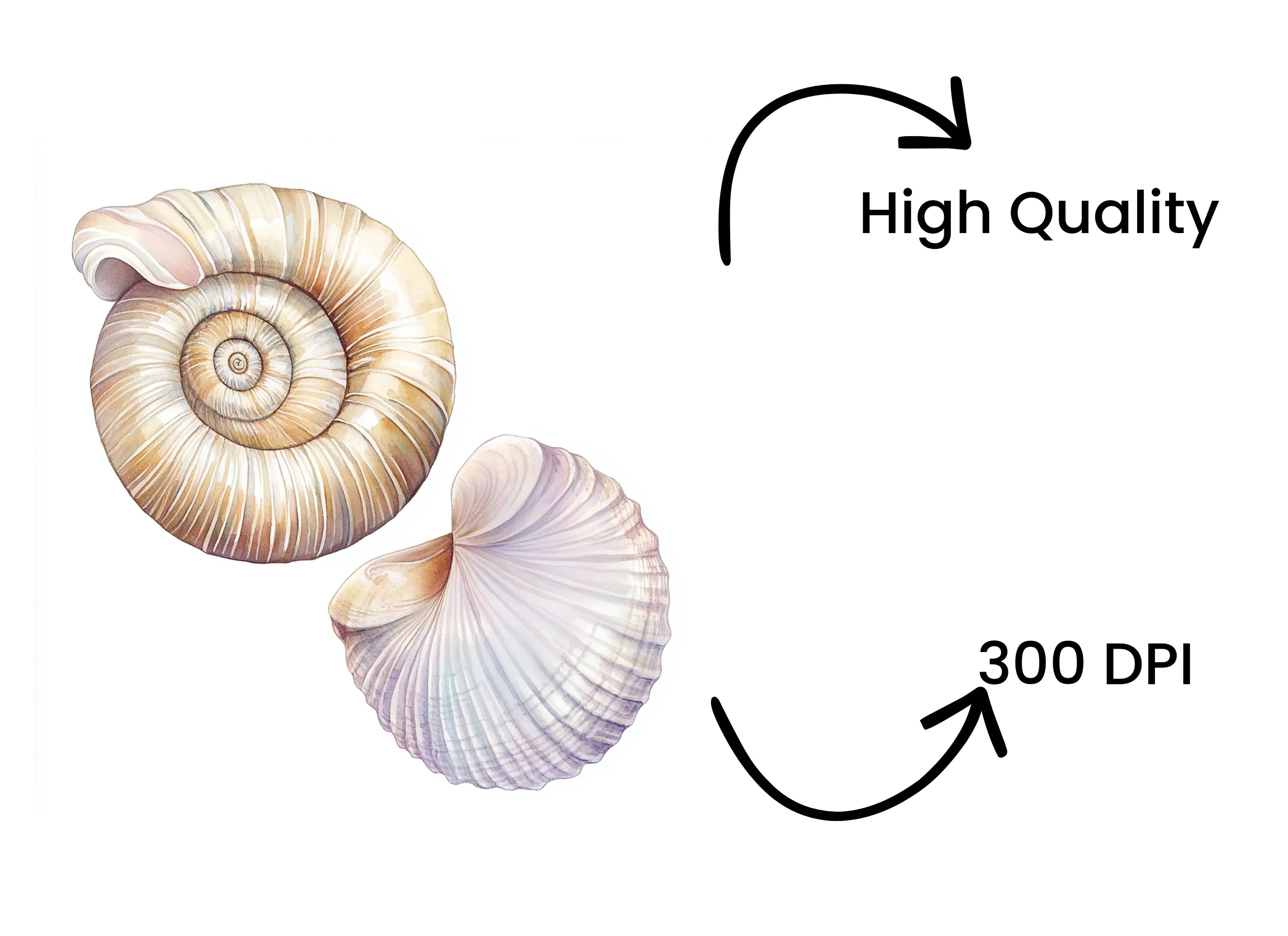 Seashells Clipart Bundle