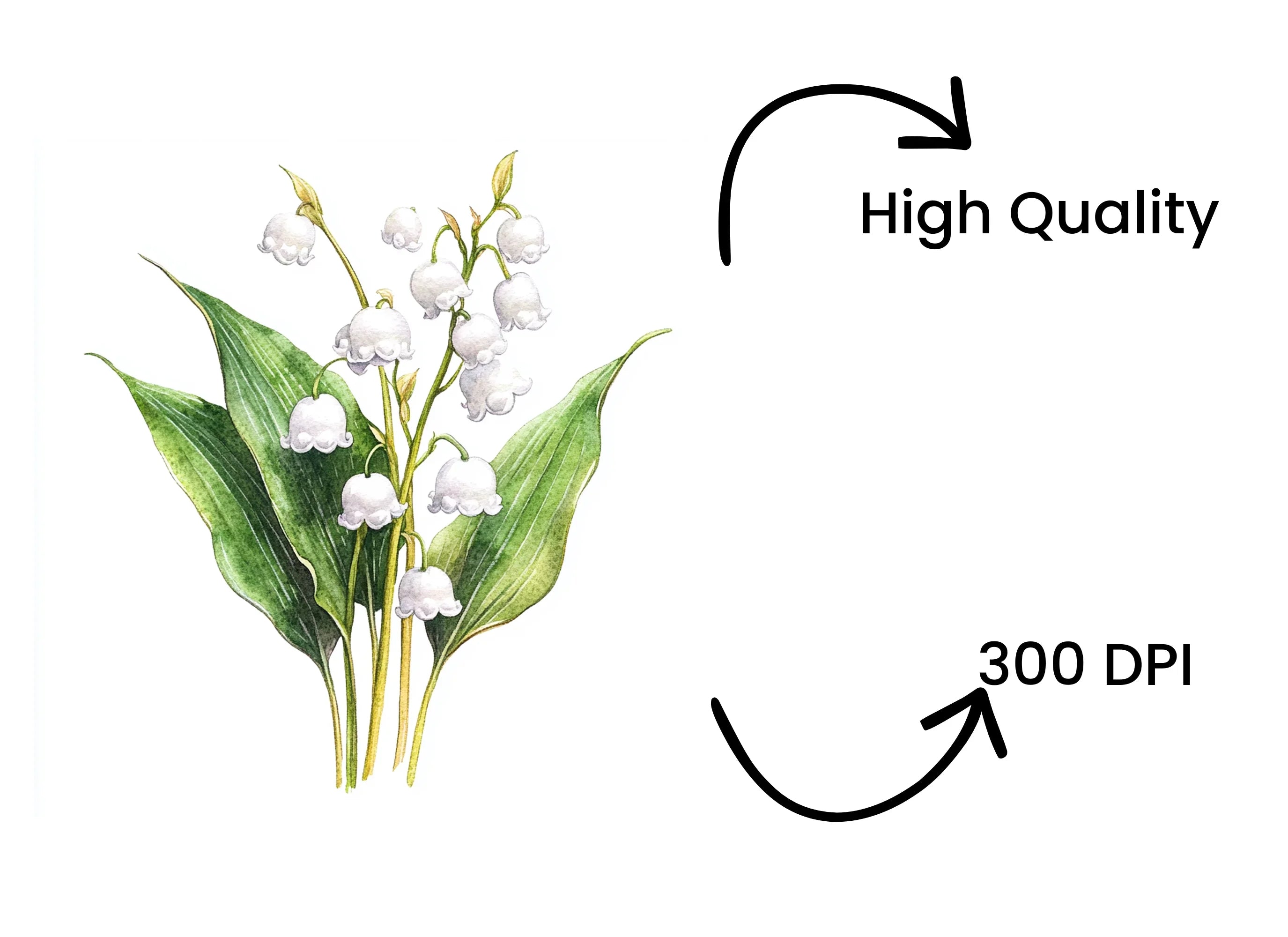 Lily of the Valley Clipart Bundle
