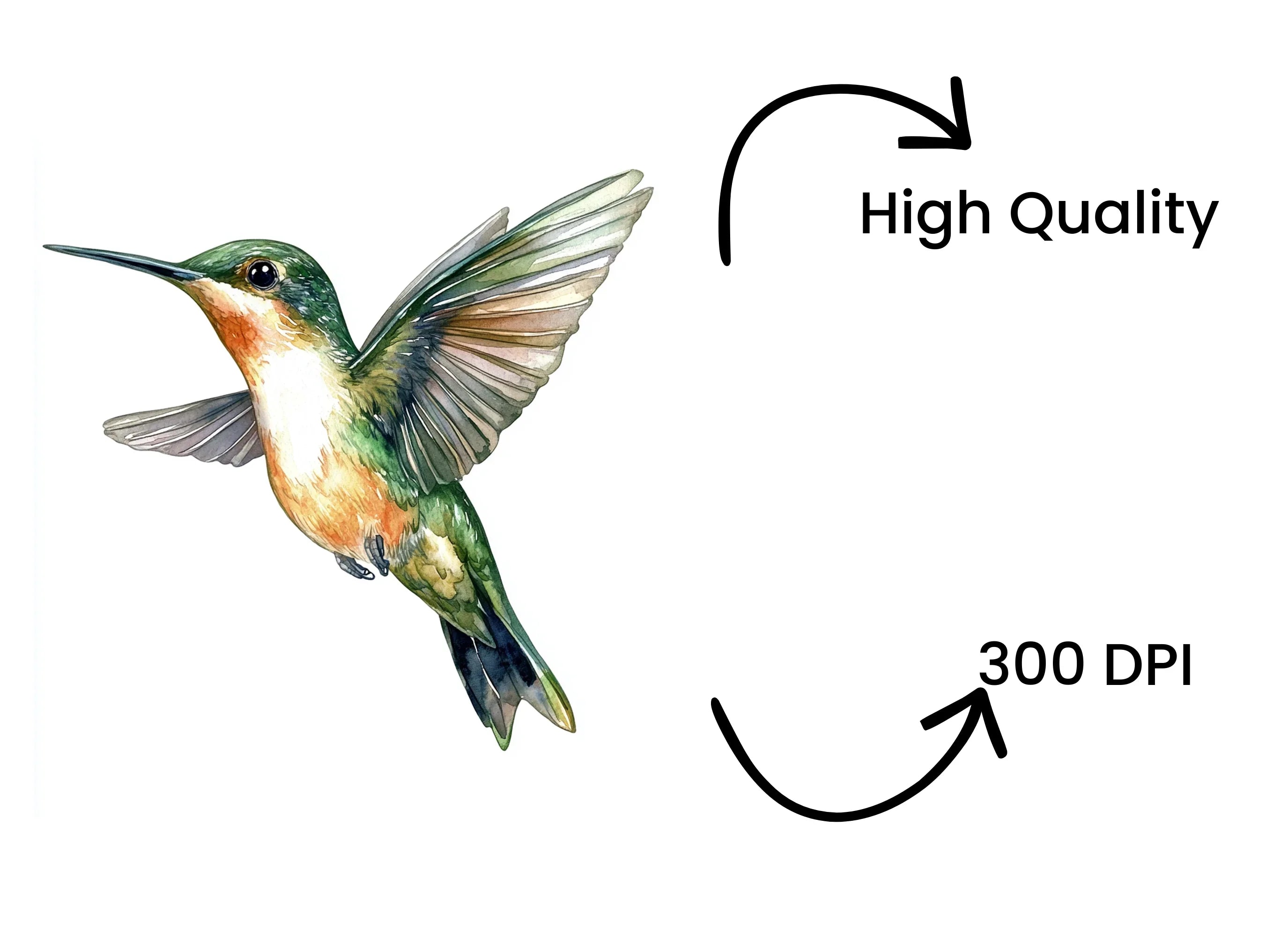 Ruby Throated Hummingbird Clipart Bundle