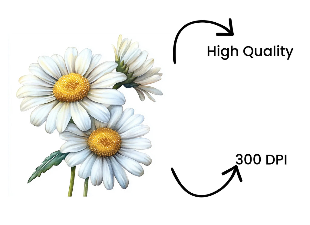 Daisy Flower Clipart Bundle