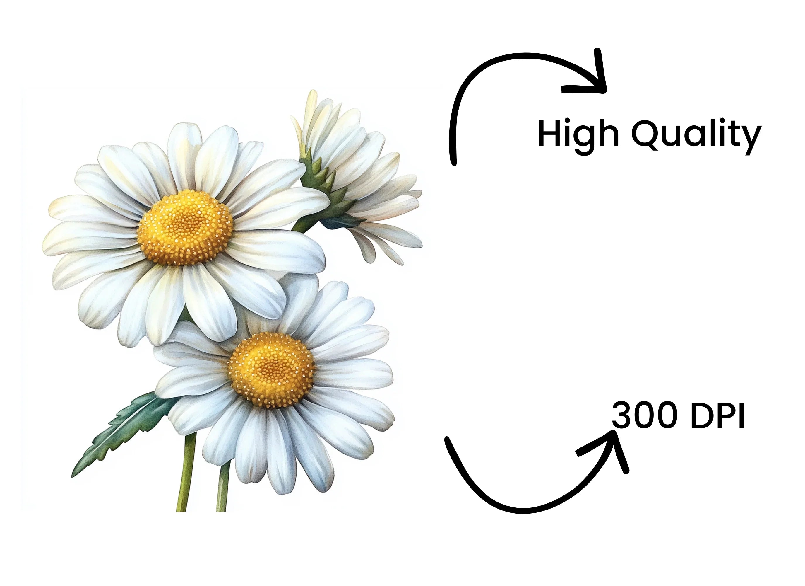 Daisy Flower Clipart Bundle