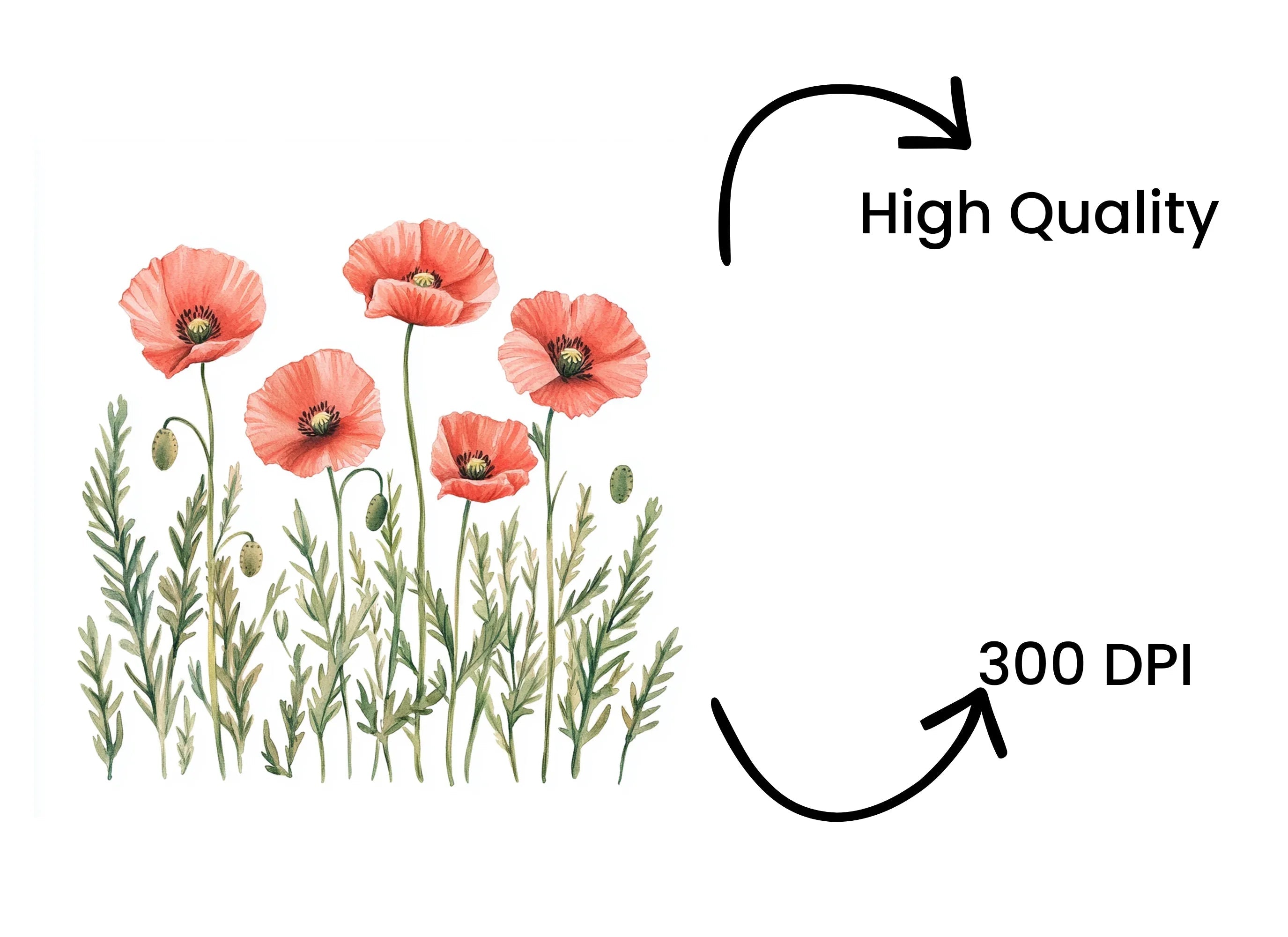 Poppy Flowers Clipart Bundle