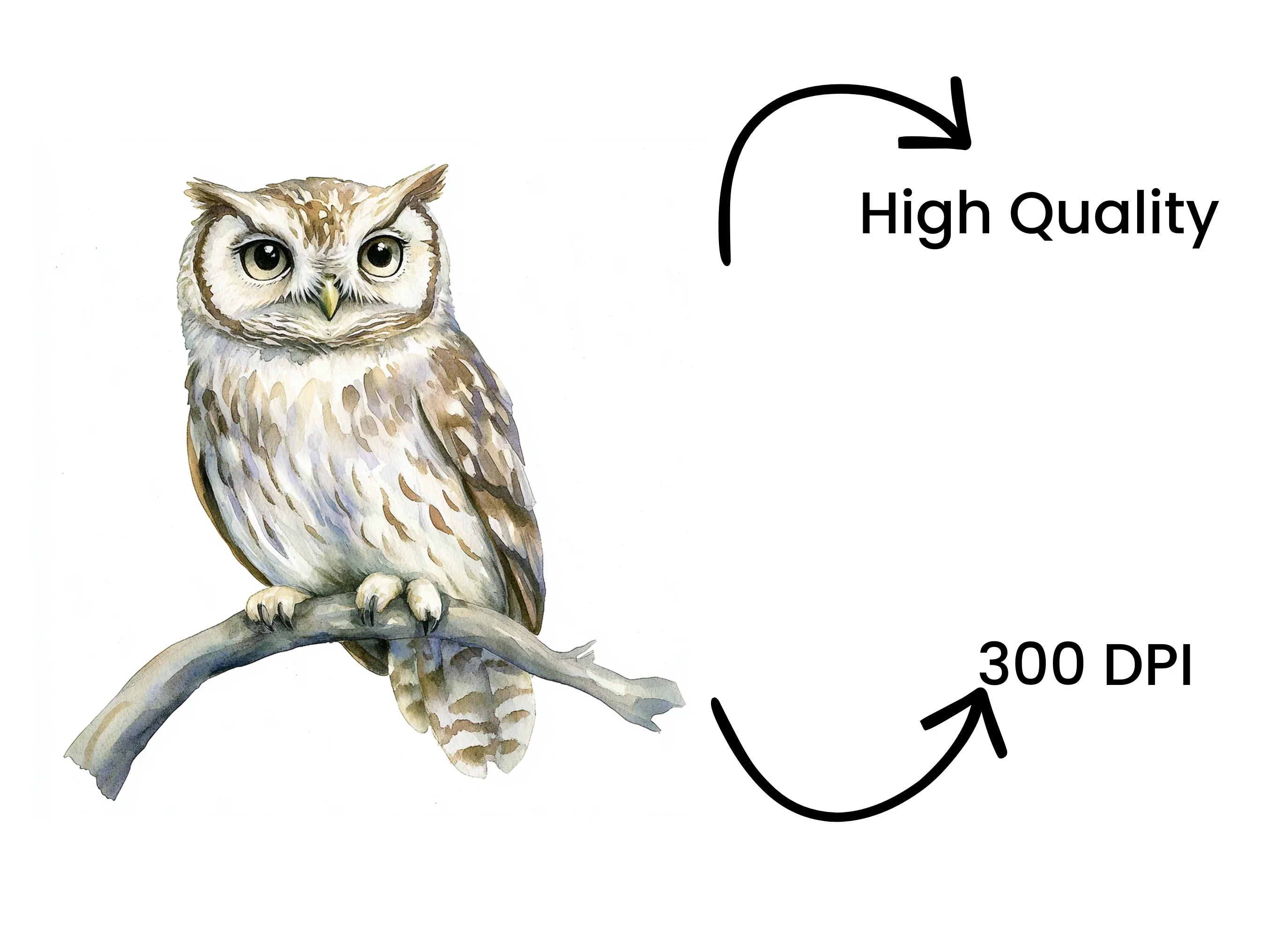 Cute Owl on Branch Clipart Bundle