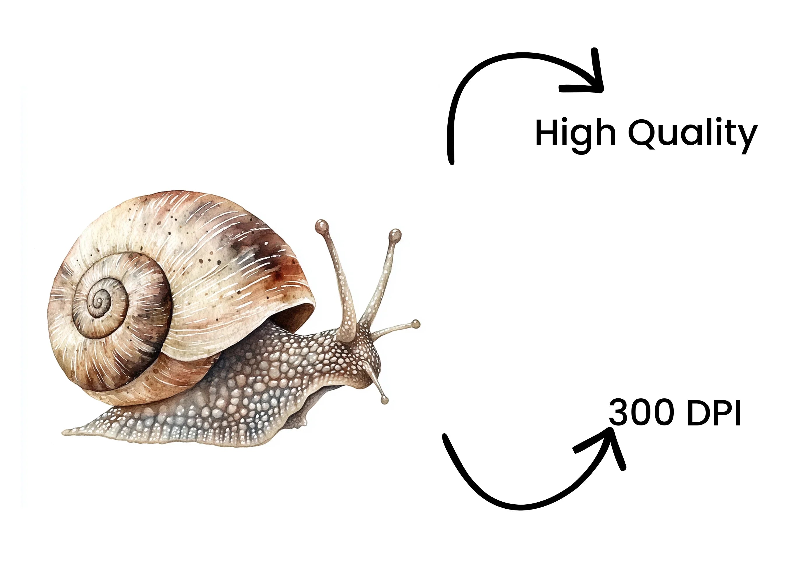Realistic Snail Clipart Bundle